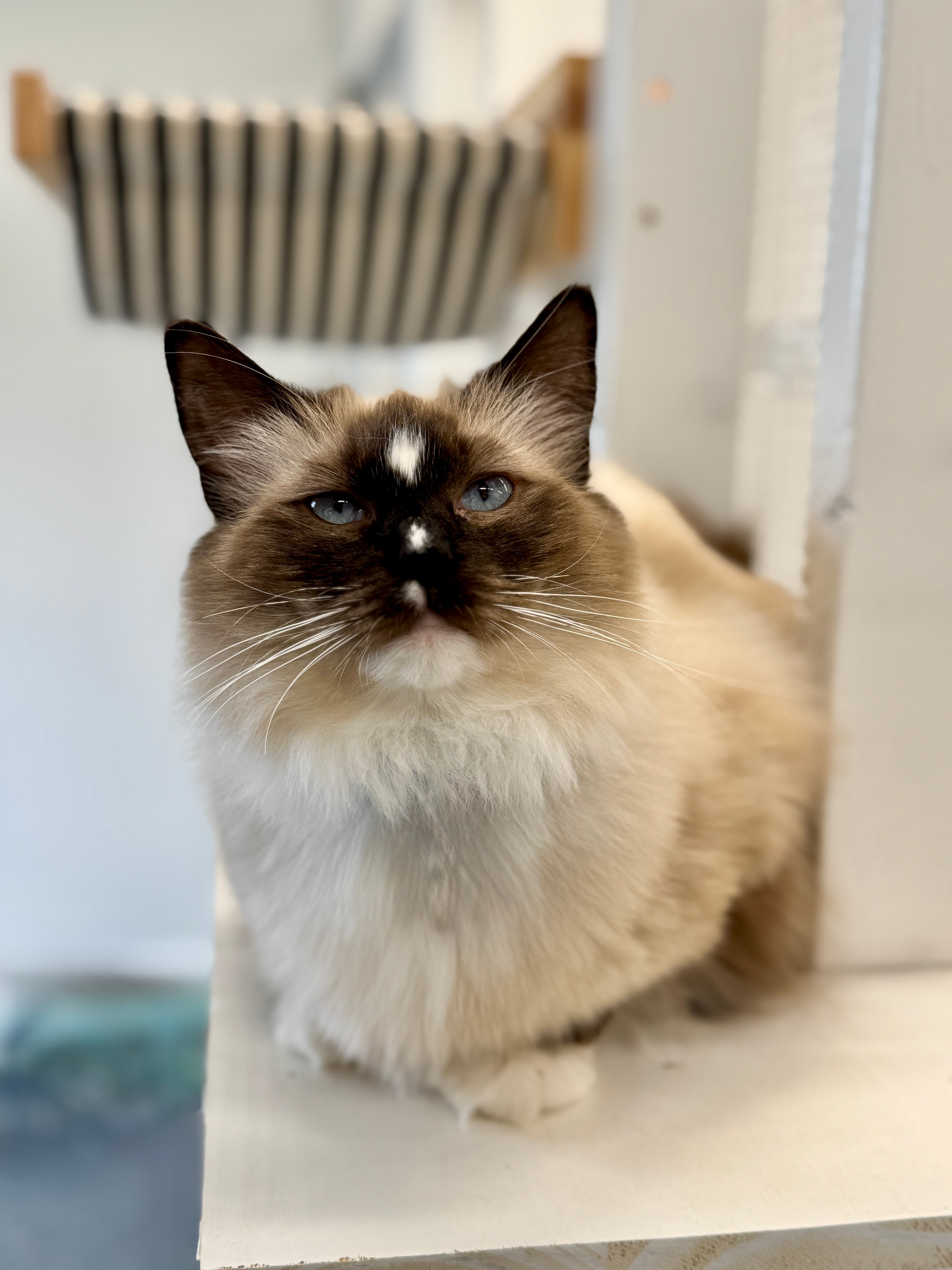 A female Aurora Ragdoll cat