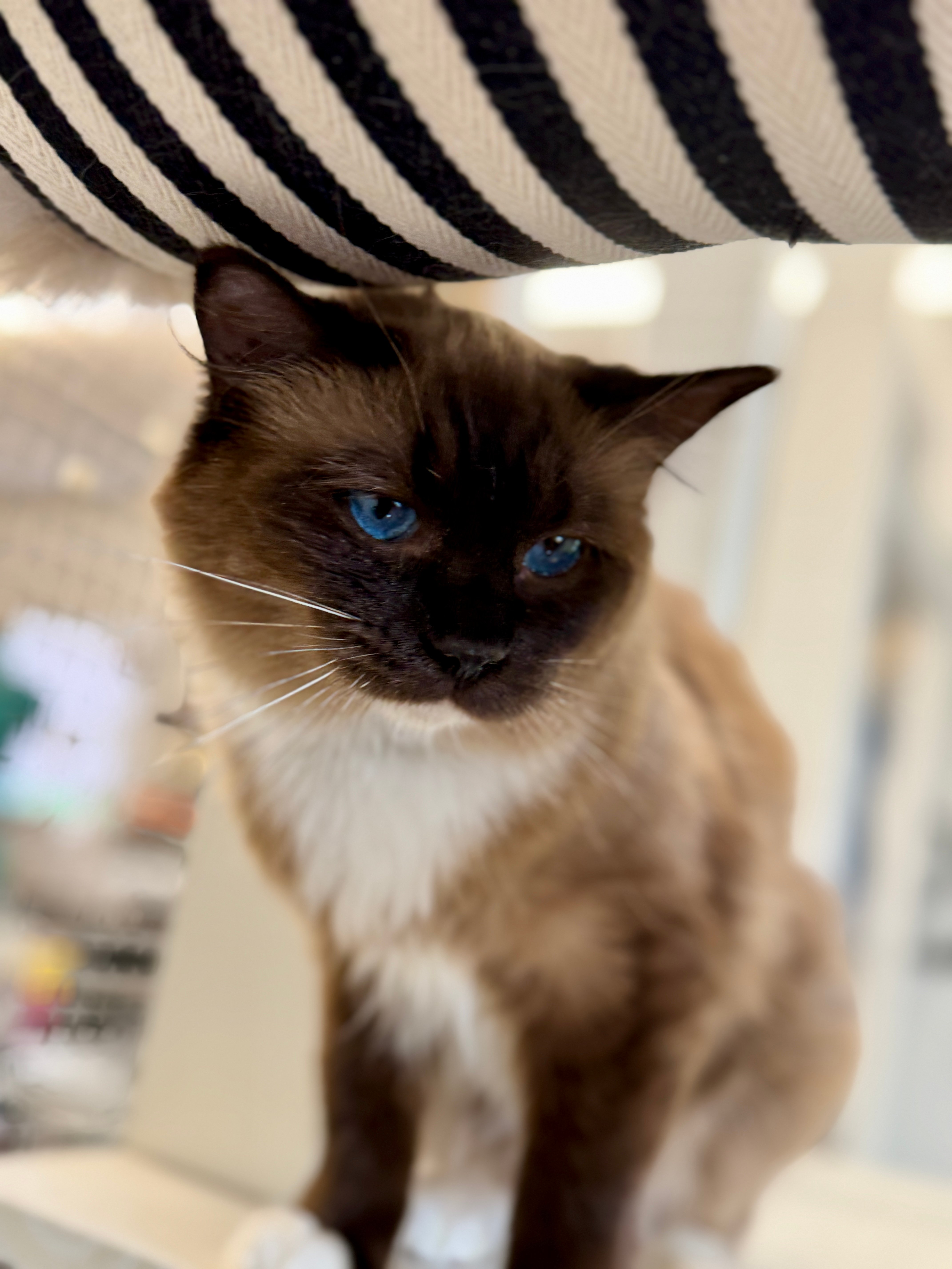 A colorpoint Ragdoll with no white