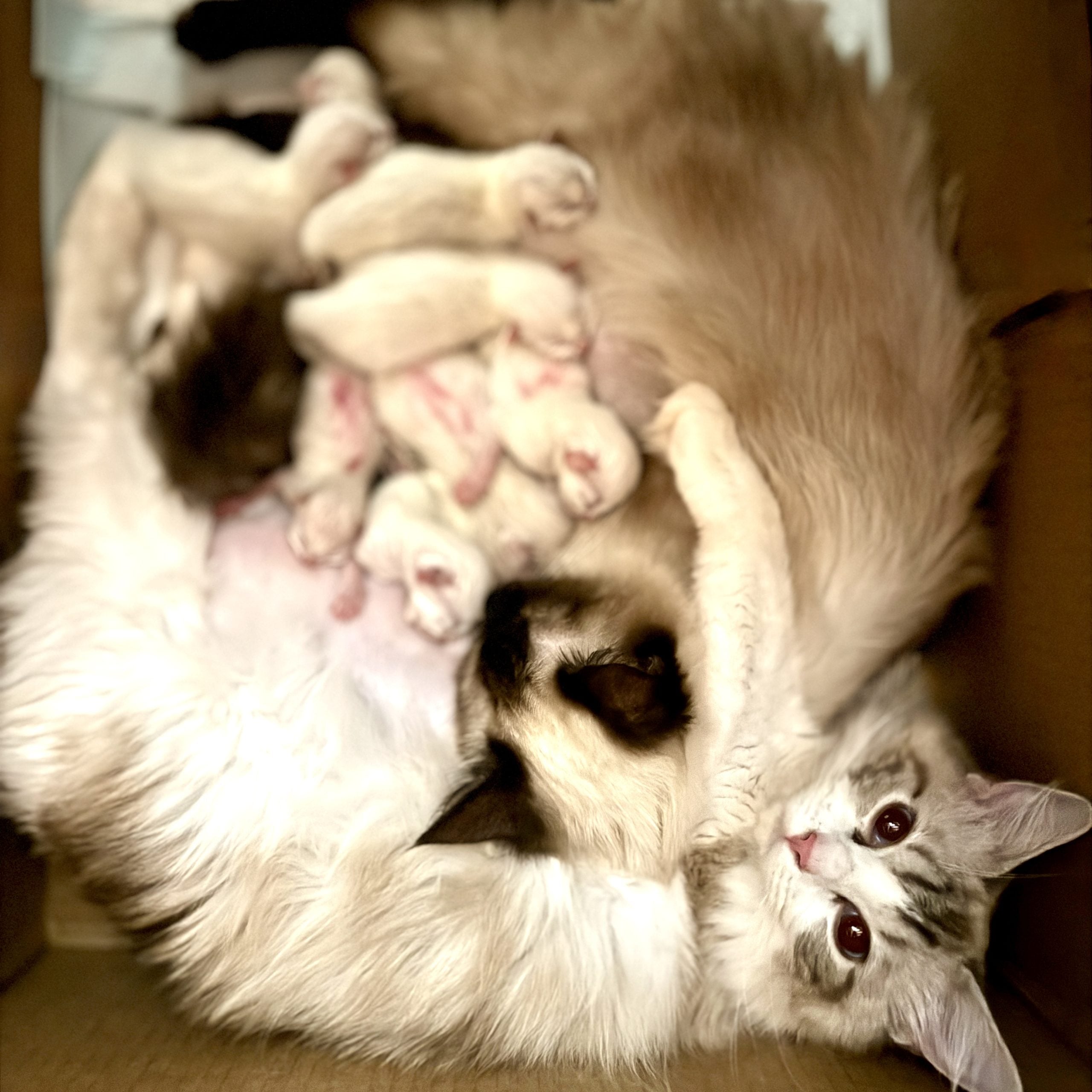 Nesting pod where Ragdoll queens give birth at Aurora Ragdolls