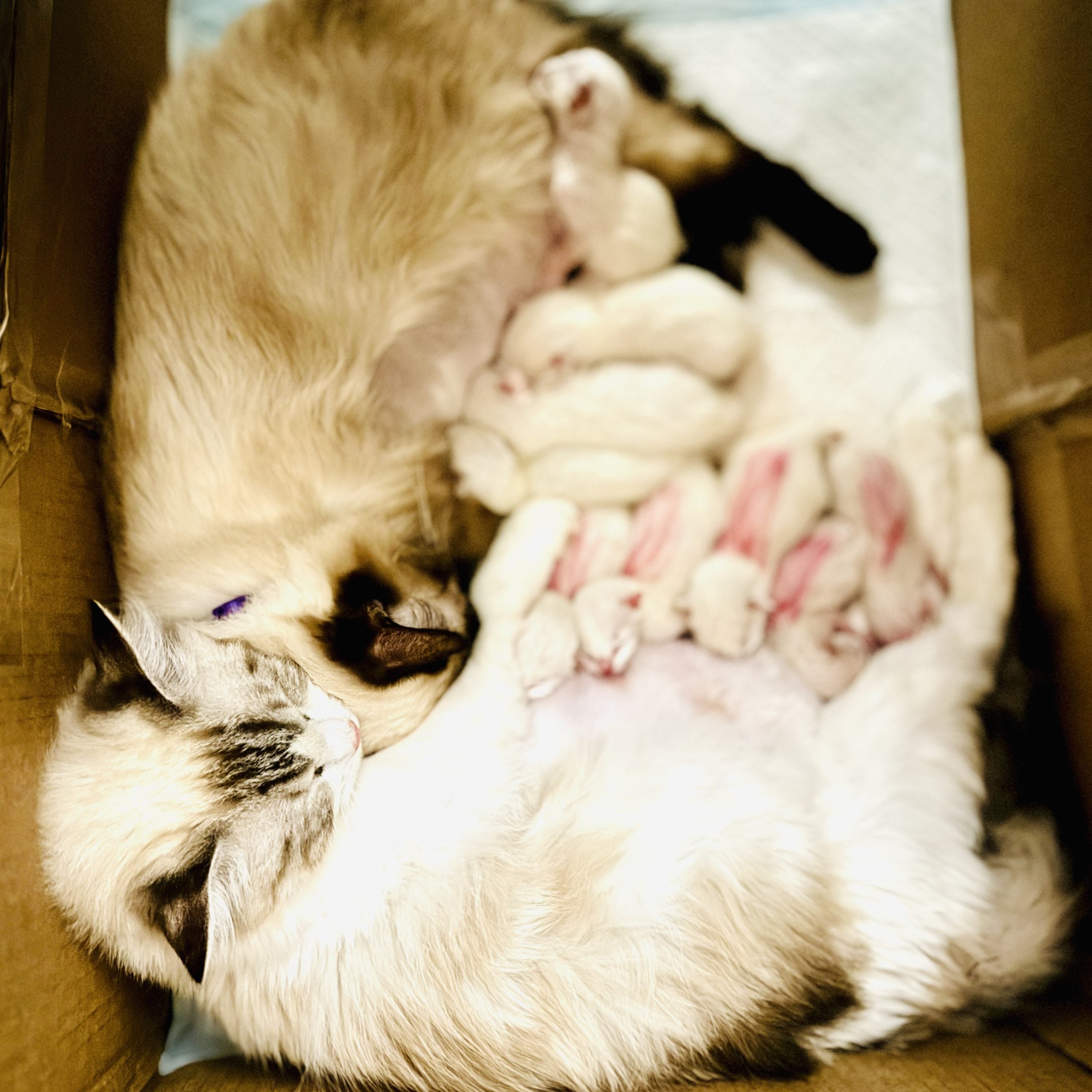 A young Ragdoll kitten kept safe and healthy at Aurora Ragdolls