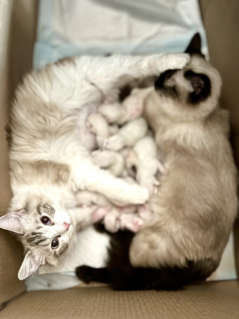 Ragdoll Kittens for sale