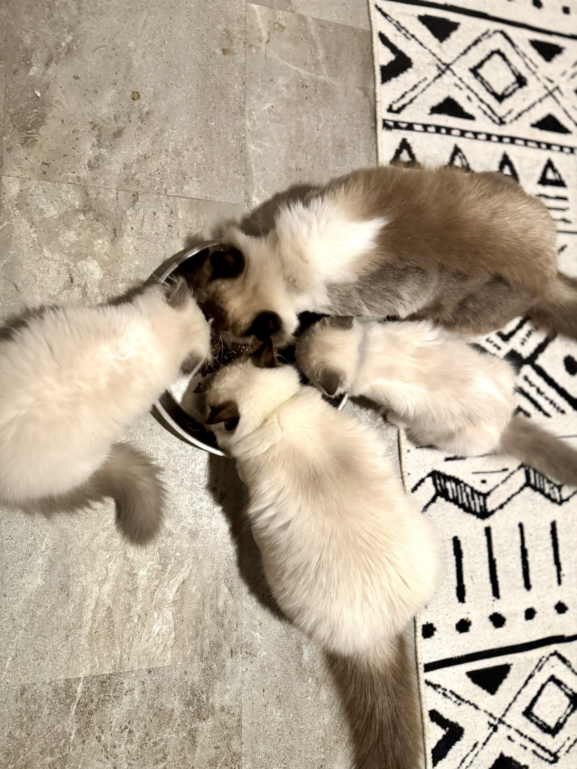 An adult Ragdoll relaxing at home