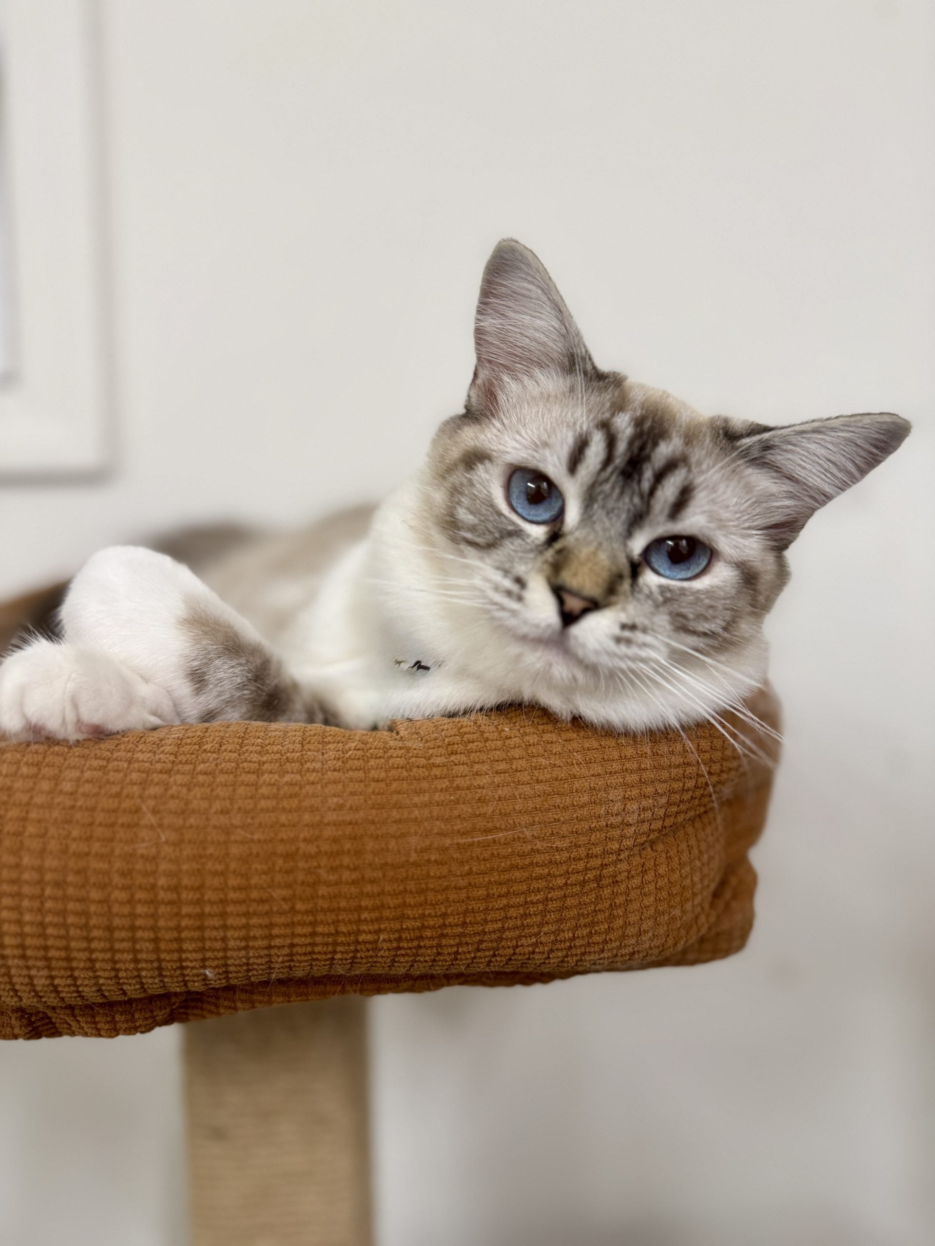 An adult Aurora Ragdoll at home with their family