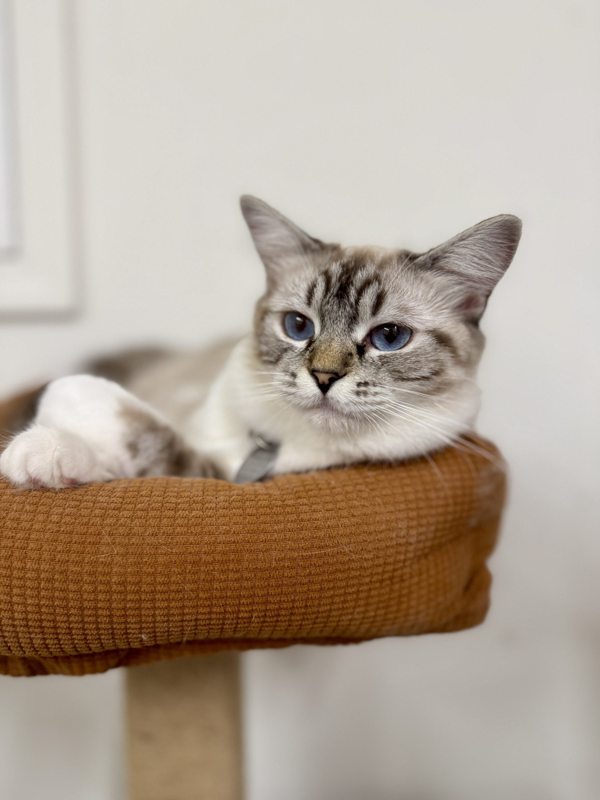 Ragdoll kittens for sale in Chattanooga, Tennessee
