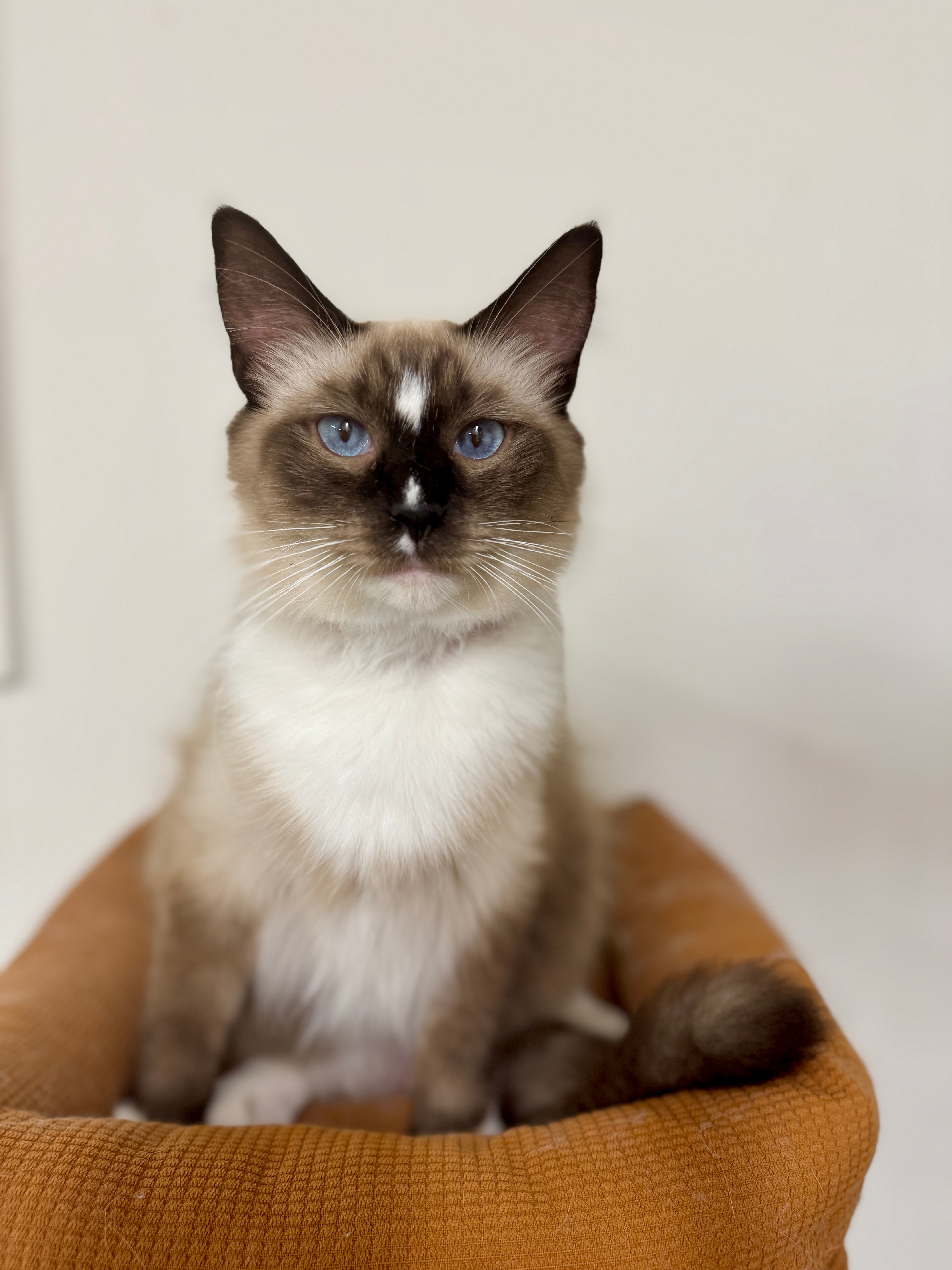 A mitted Ragdoll with white paws and chin