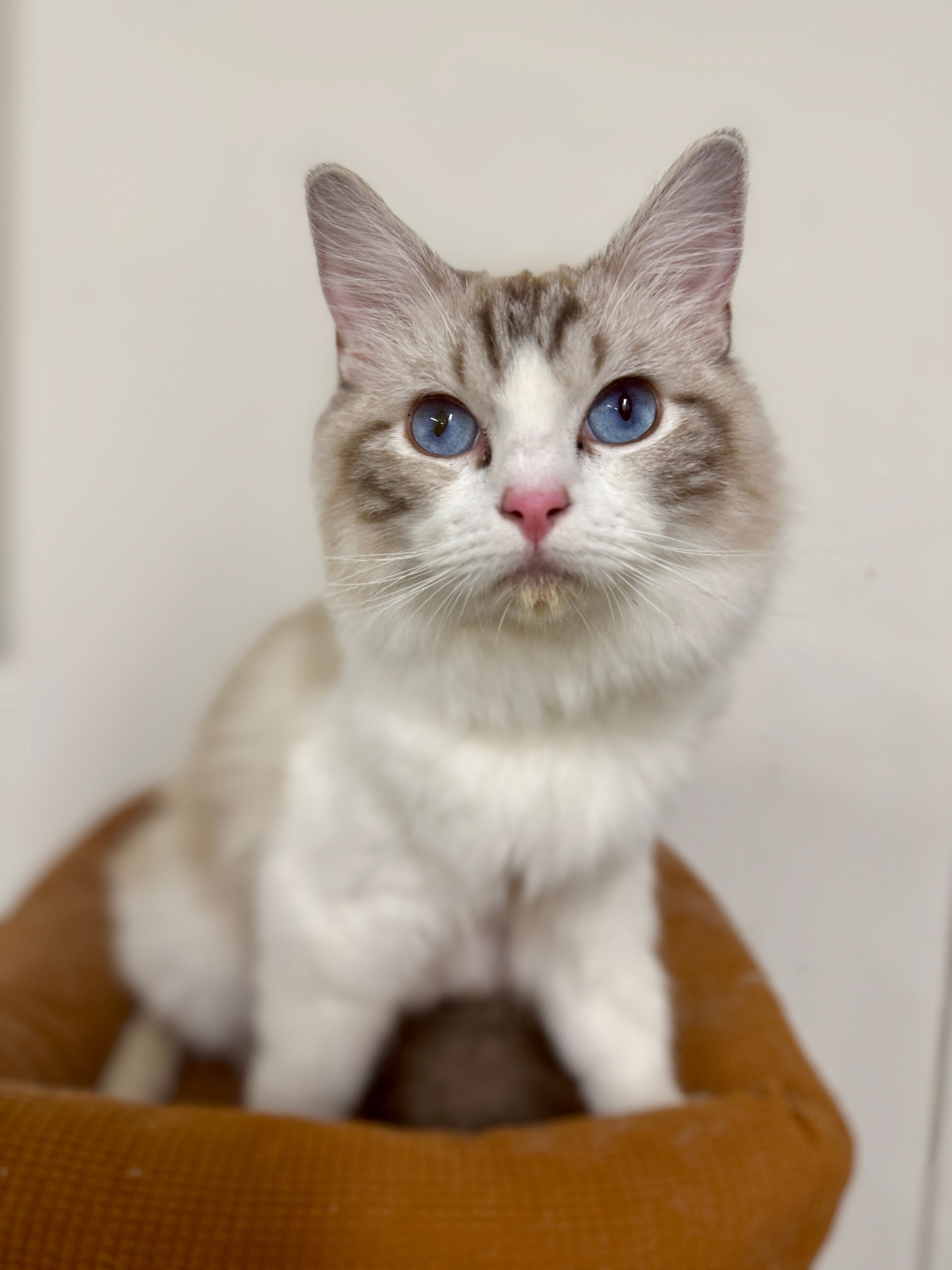A blue-eyed pointed Ragdoll