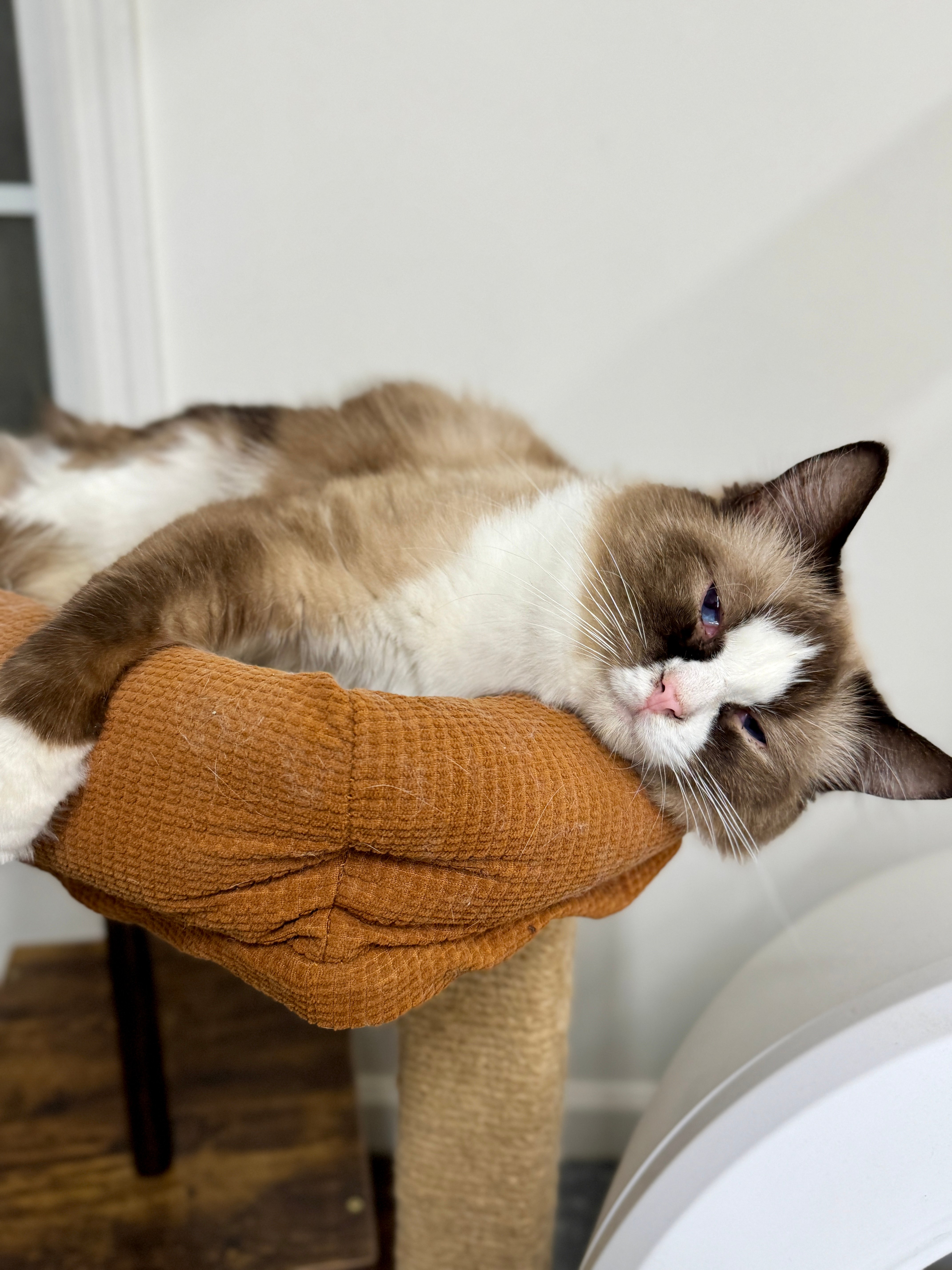 A male Aurora Ragdoll cat