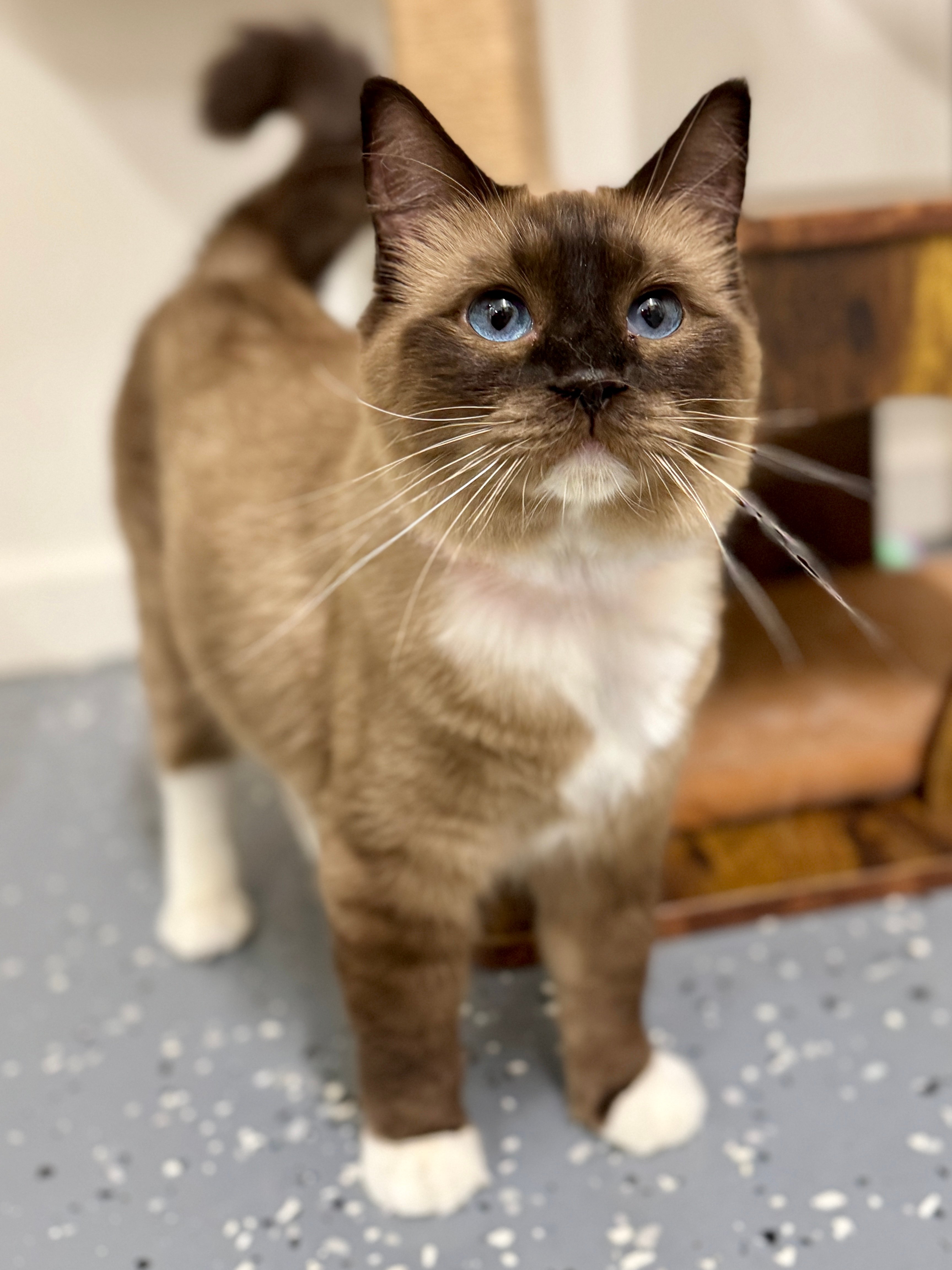 Nova, an Aurora Cherubim (mink) with aqua eyes
