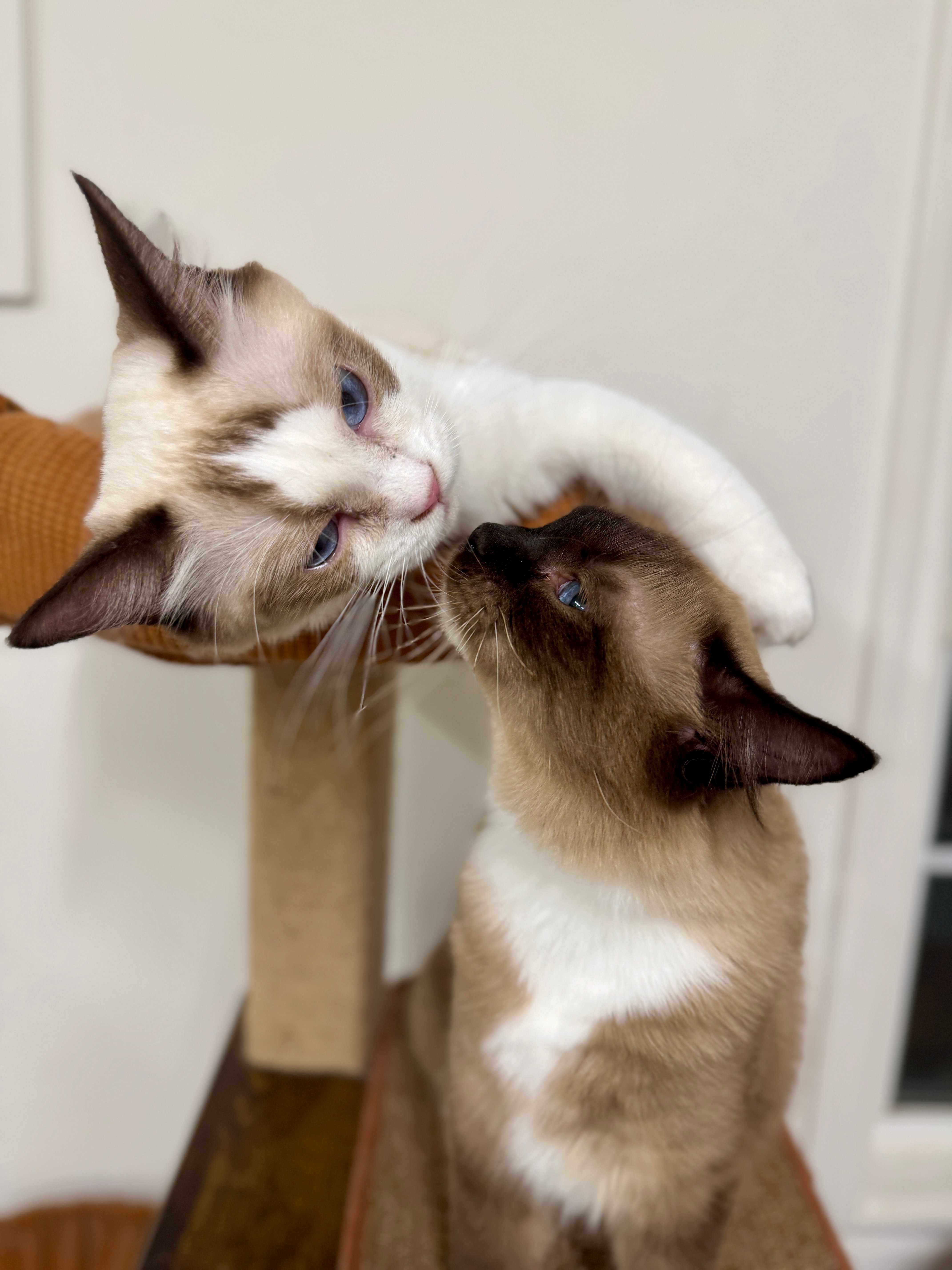 A bicolor Ragdoll with an inverted white V on the face