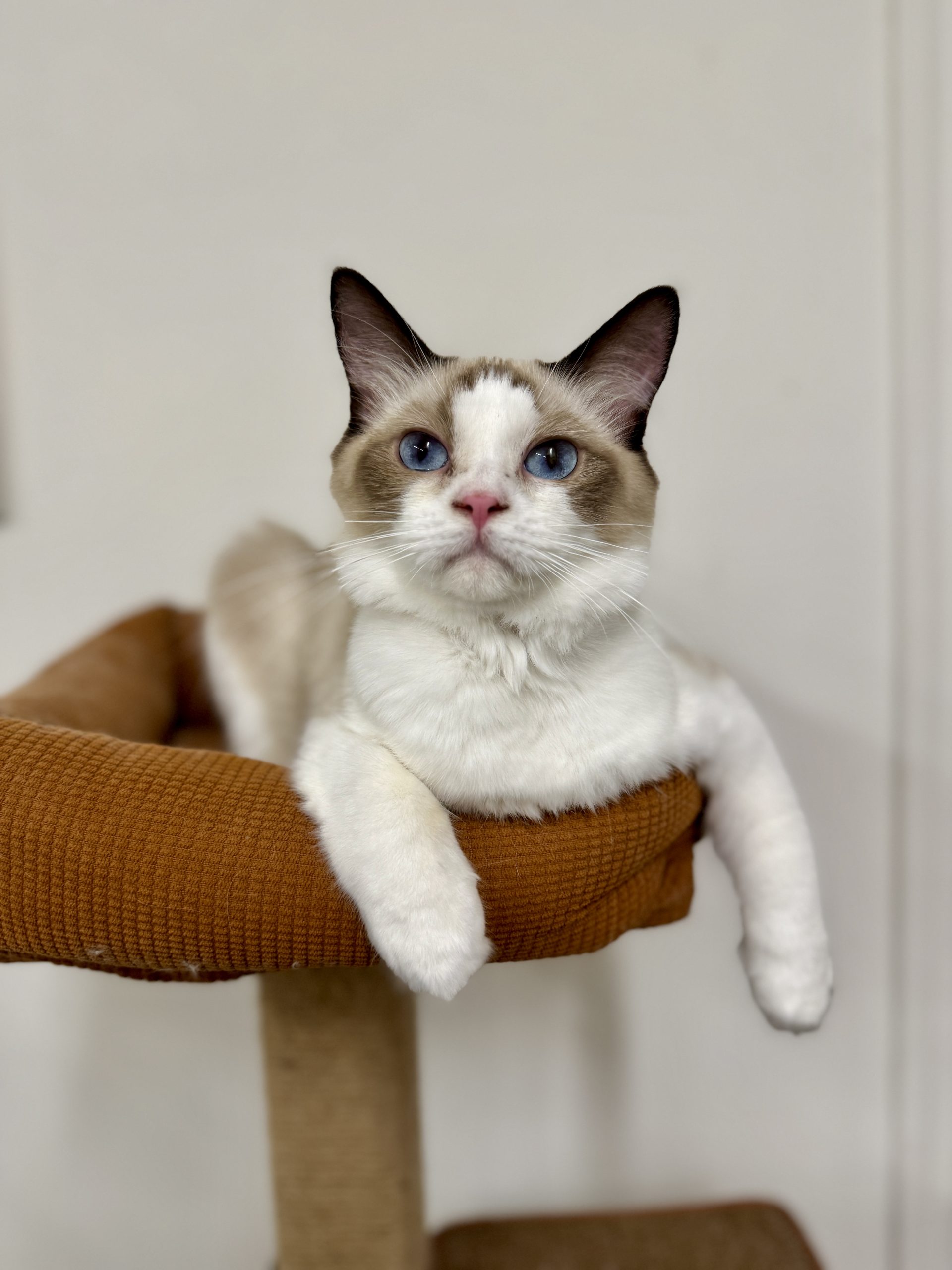 A bicolor Ragdoll with an inverted white V on the face