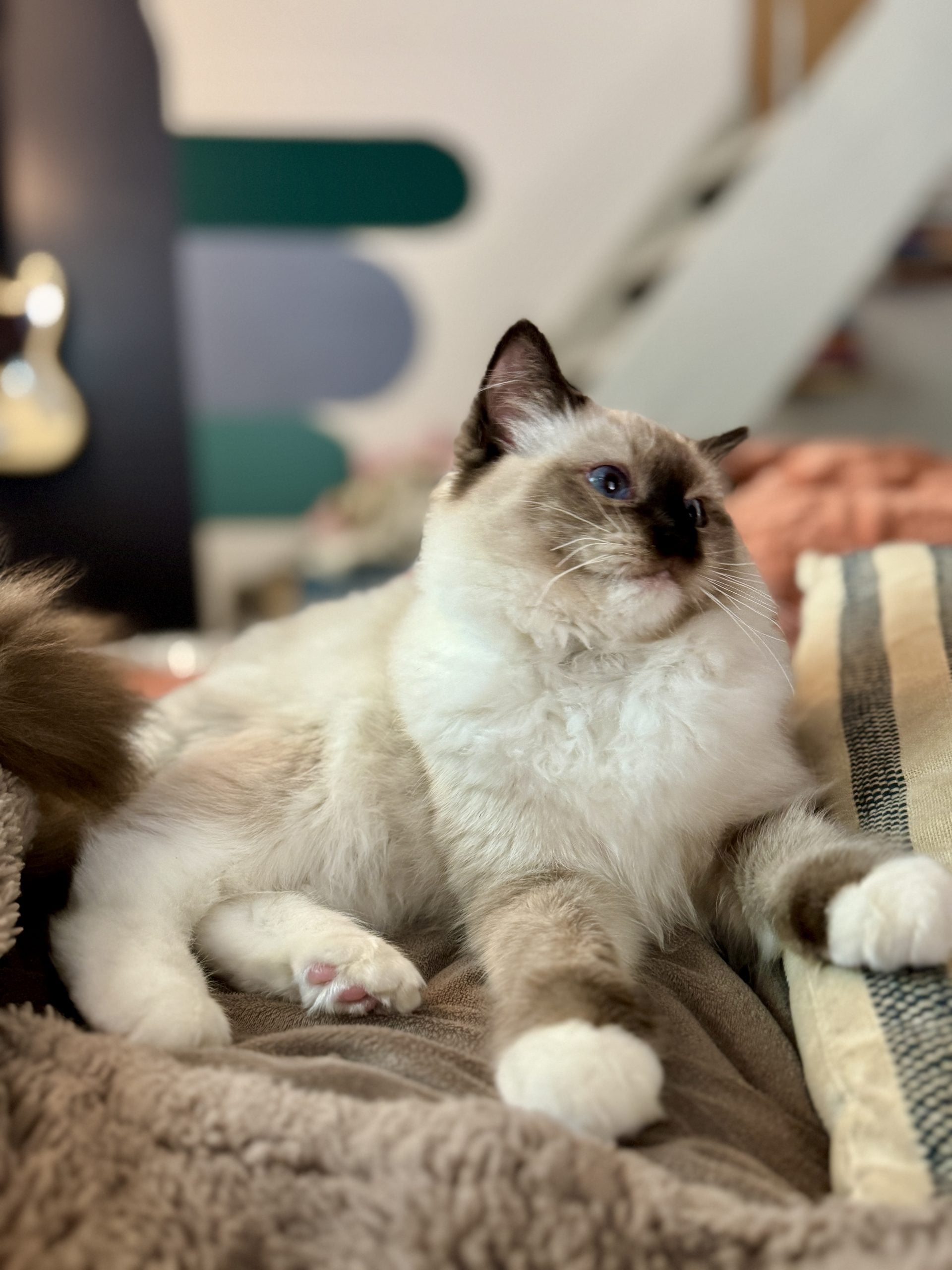 Playroom where Ragdoll kittens live from nine weeks old at Aurora Ragdolls