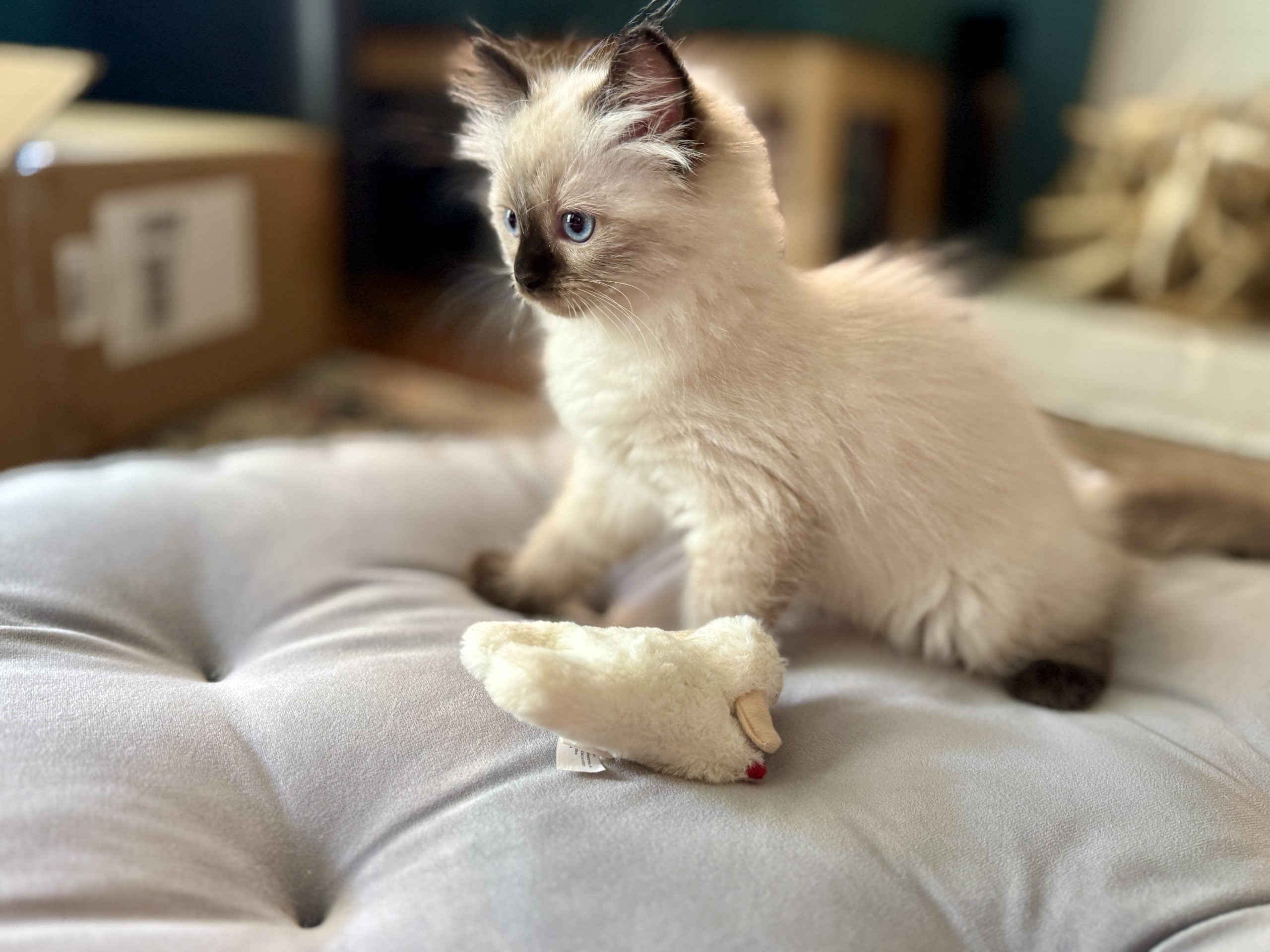 Relaxed, affectionate Ragdoll kitten at Aurora Ragdolls