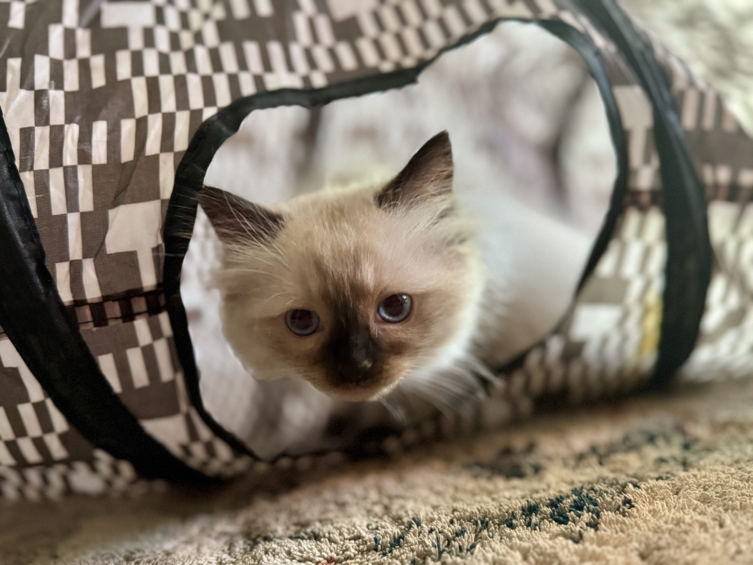 An Aurora Ragdoll kitten growing up