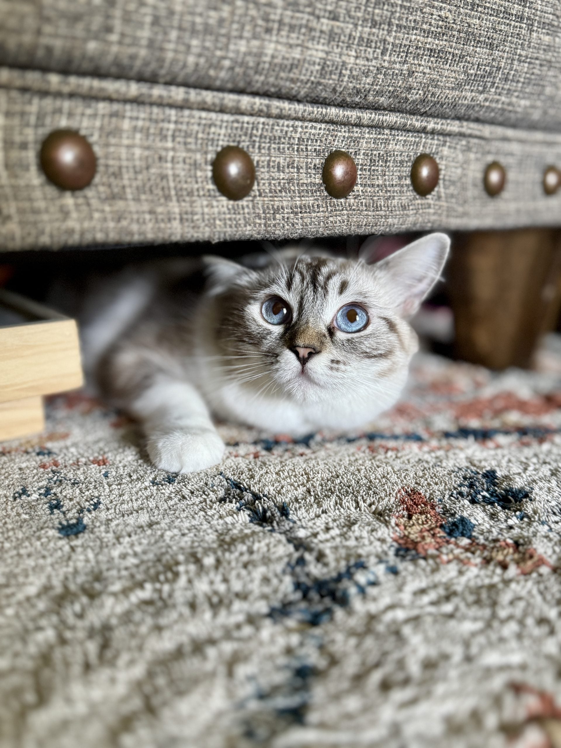 A healthy Aurora Ragdoll kitten