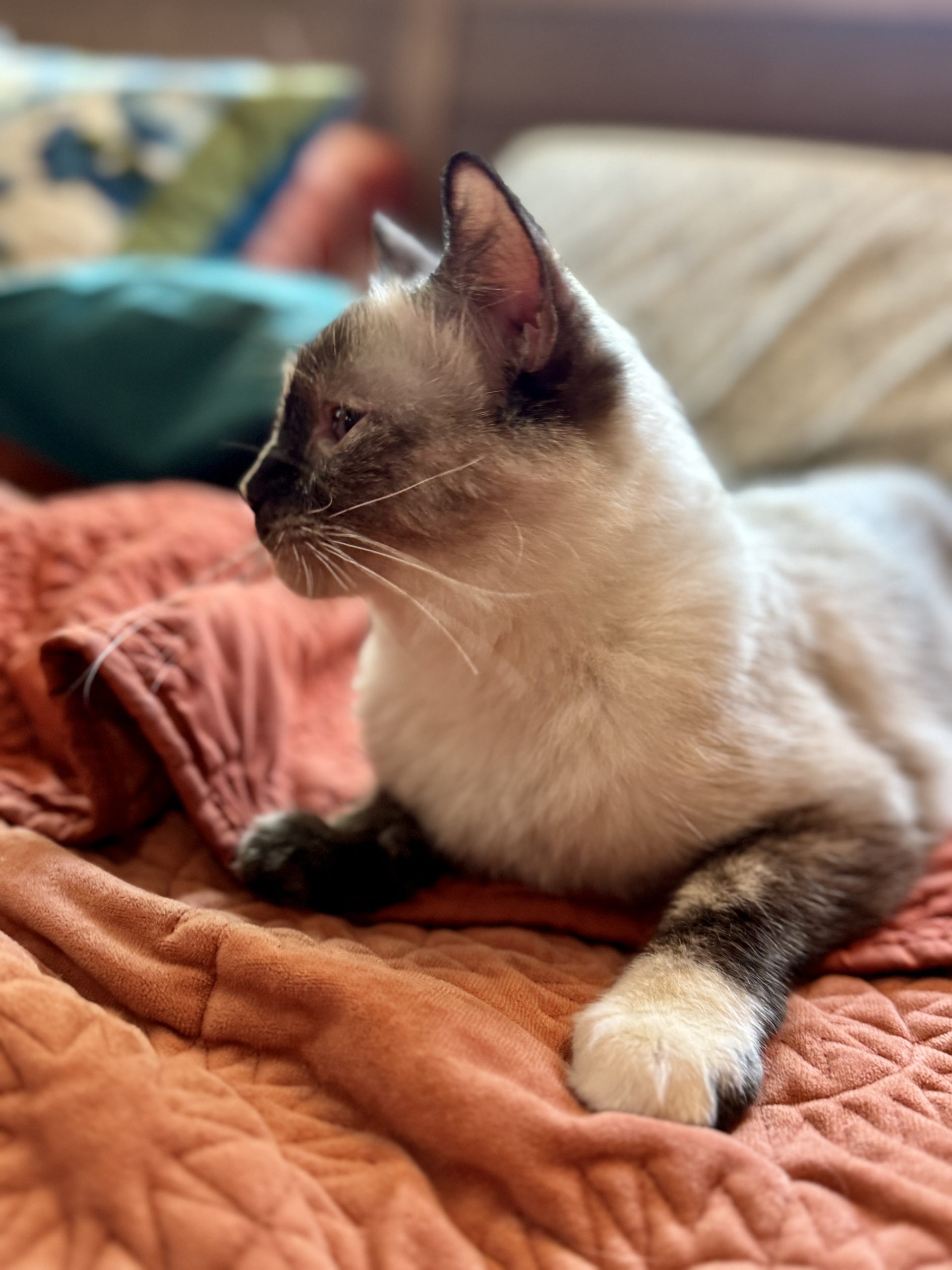 Aurora Ragdolls queen resting between litters