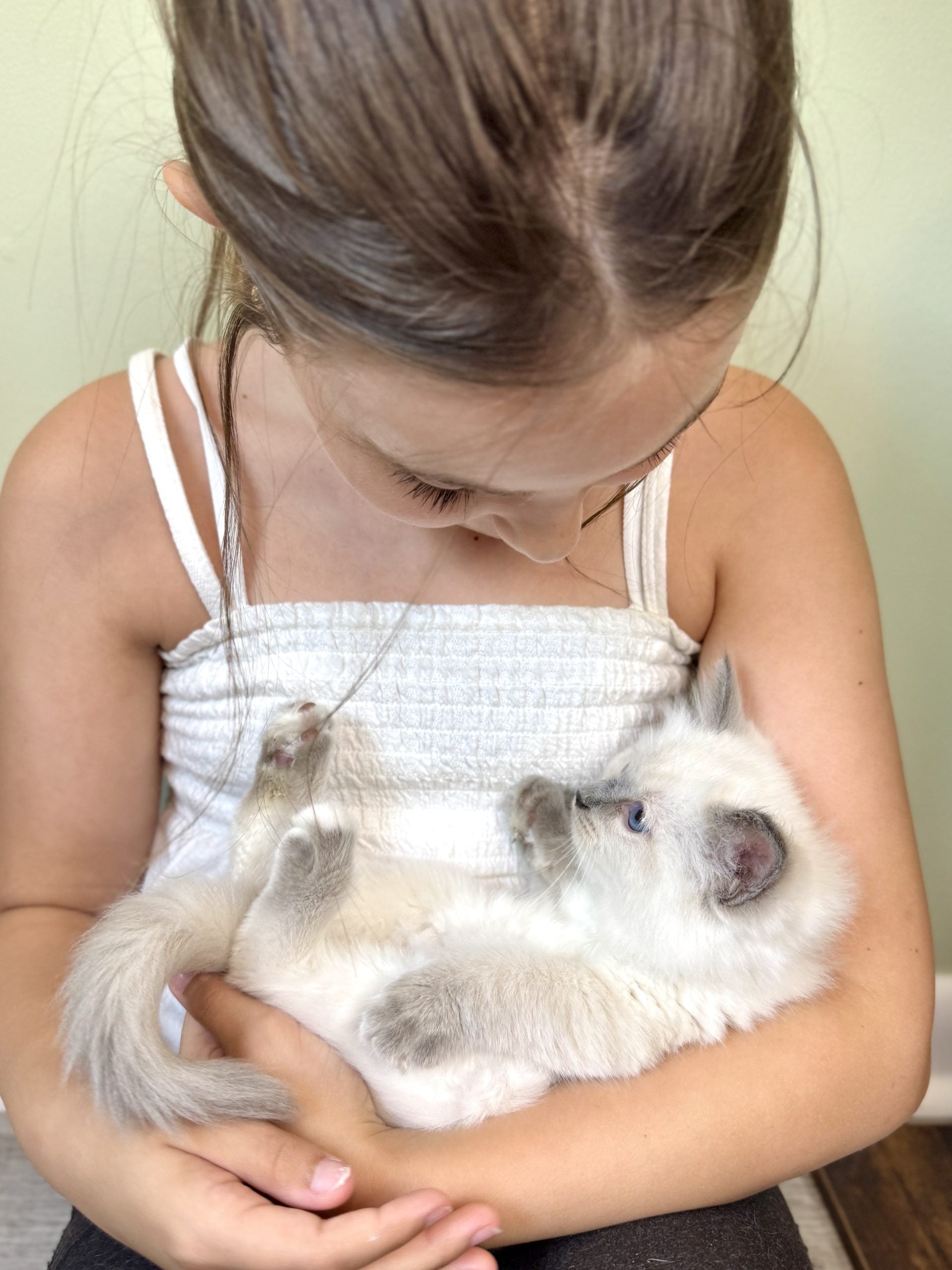 Ragdoll kittens for sale in Chattanooga from Aurora Ragdolls