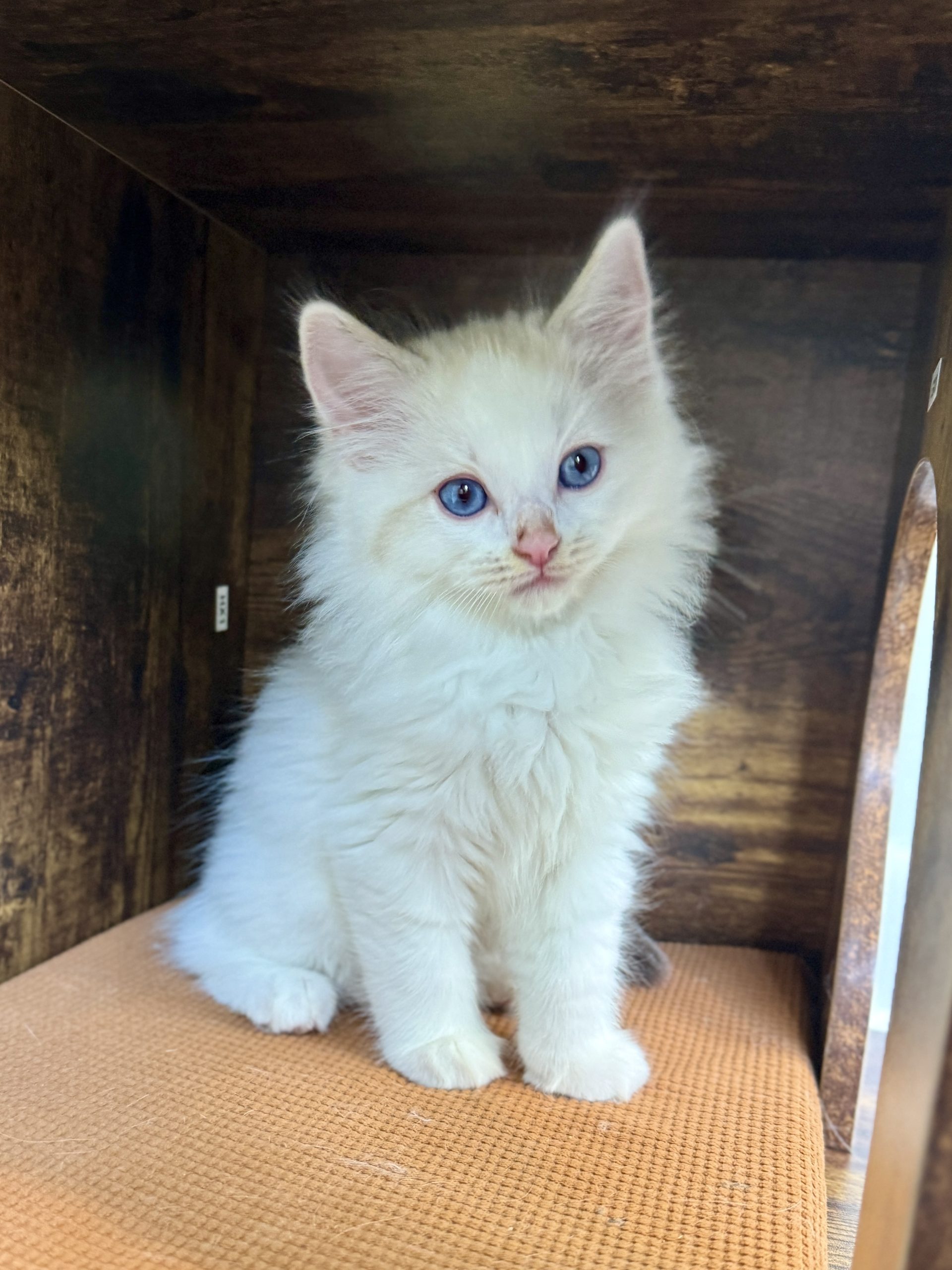 Calm, well-socialized Ragdoll kitten at Aurora Ragdolls