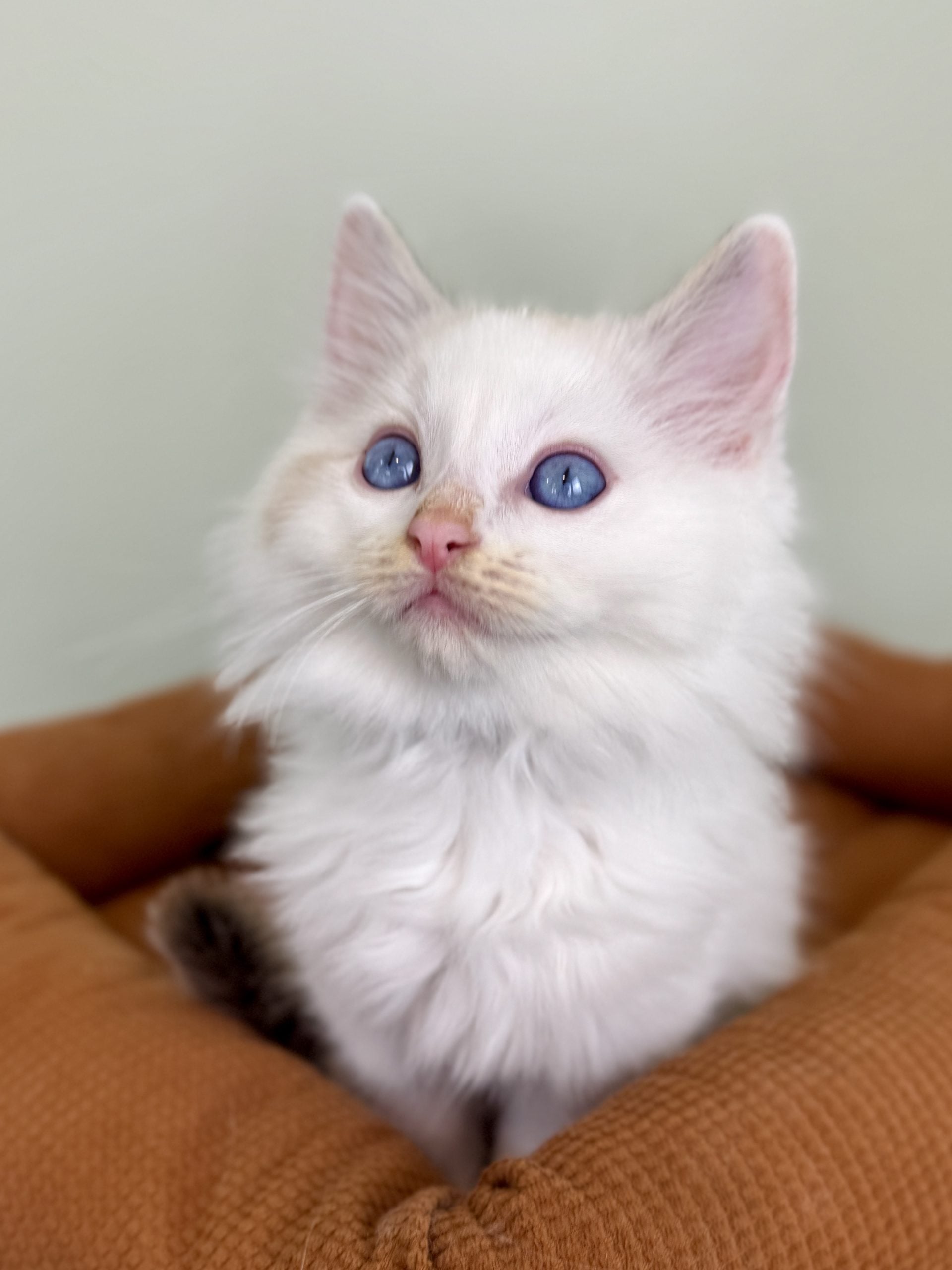 Ragdoll kitten for sale from Aurora Ragdolls in Chattanooga, Tennessee