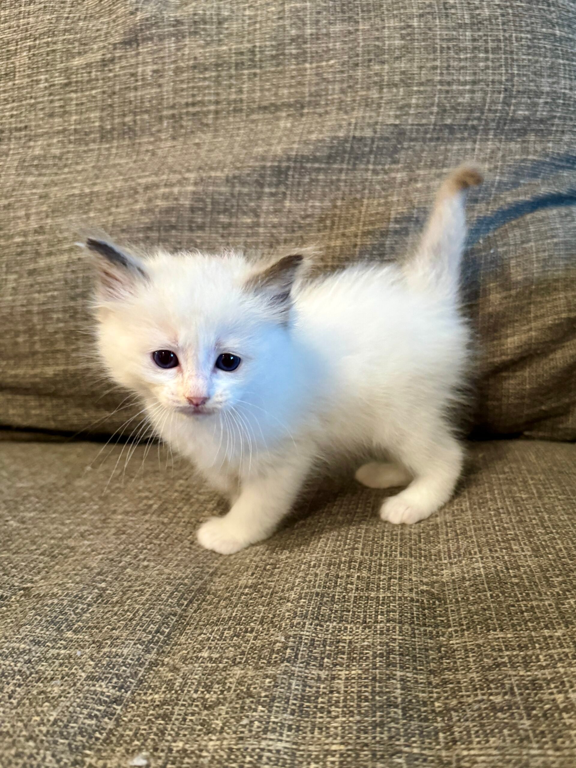 An Aurora Ragdoll kitten