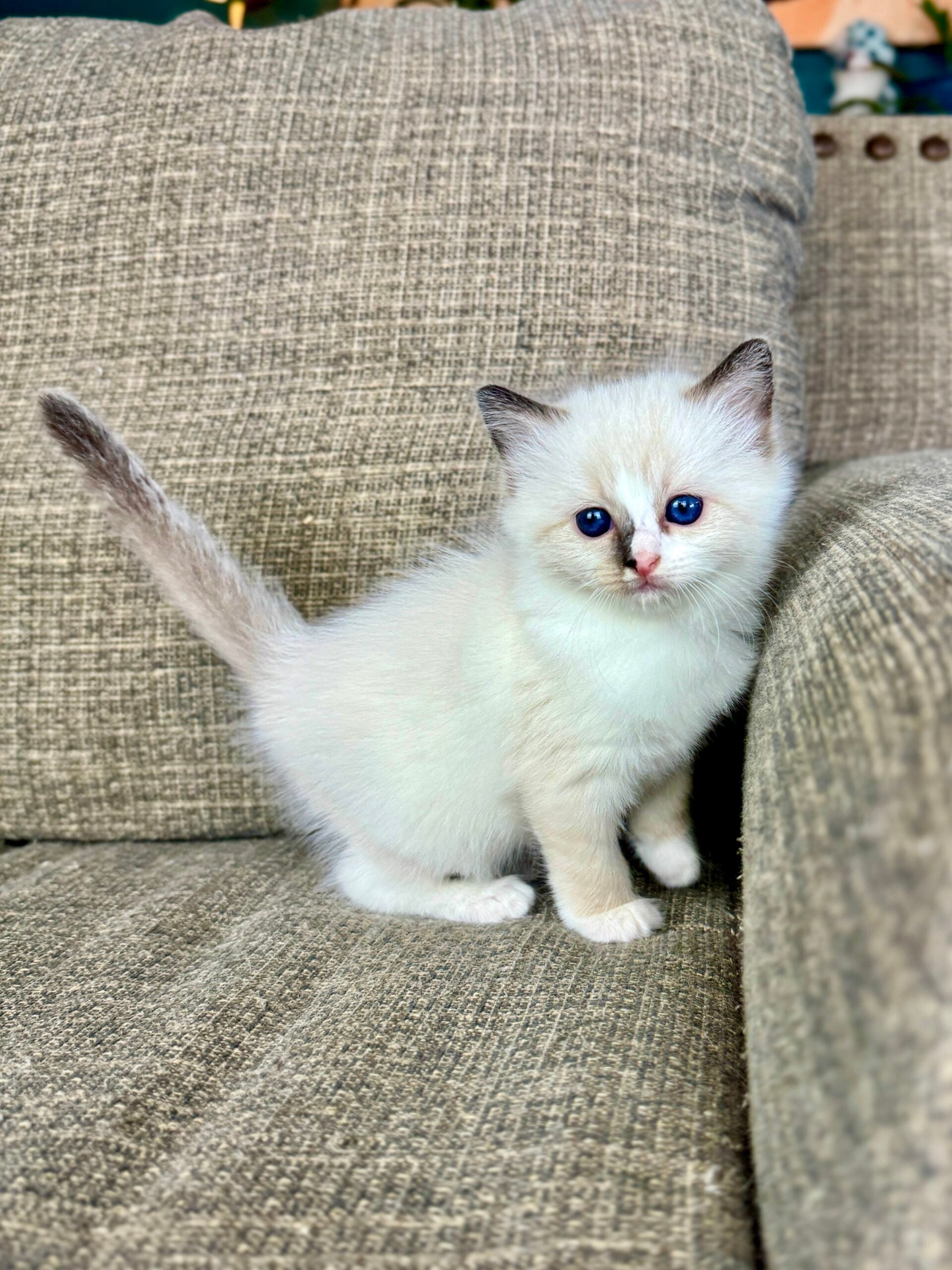 An Aurora Ragdoll kitten