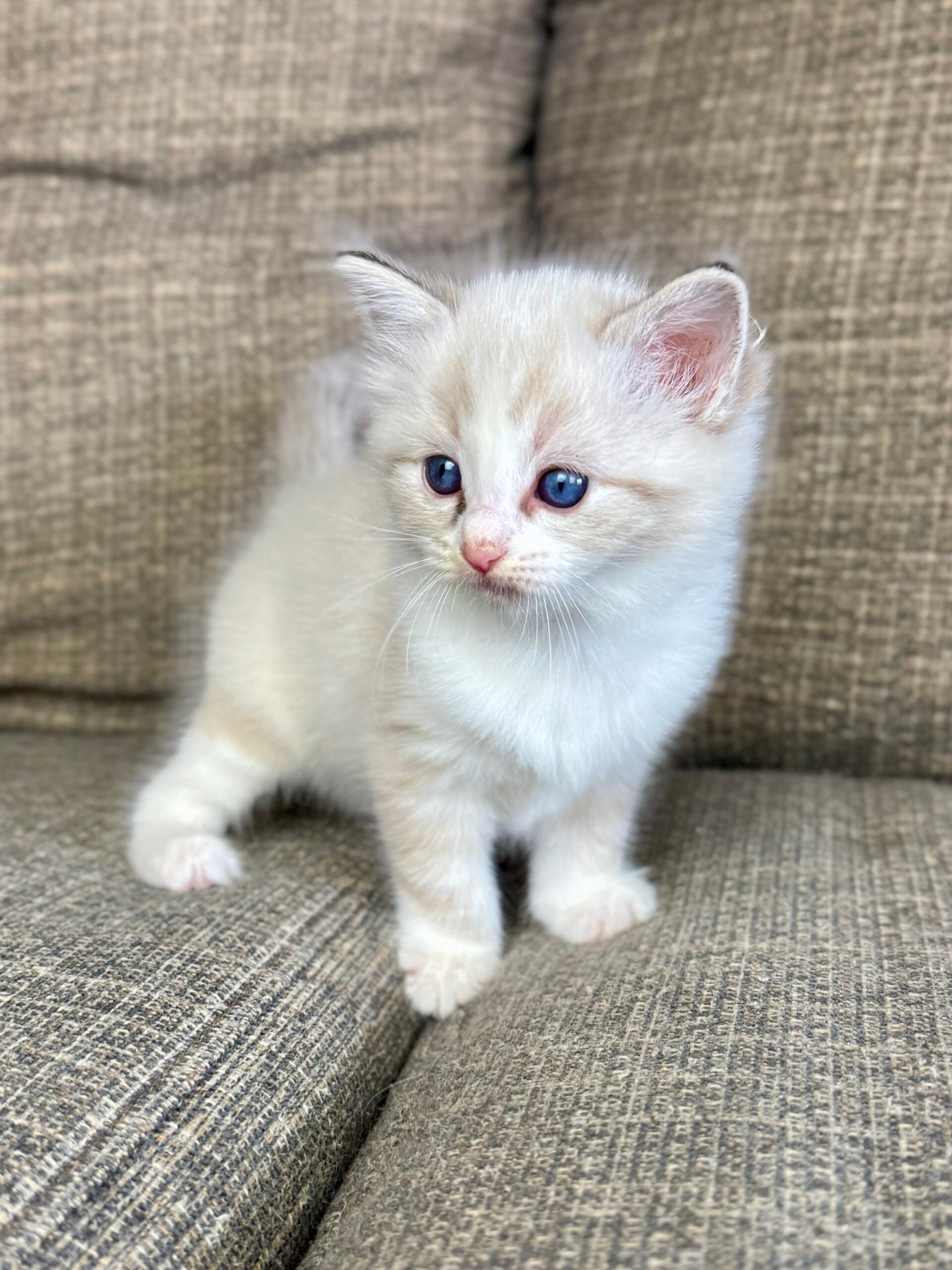 An Aurora Ragdoll kitten