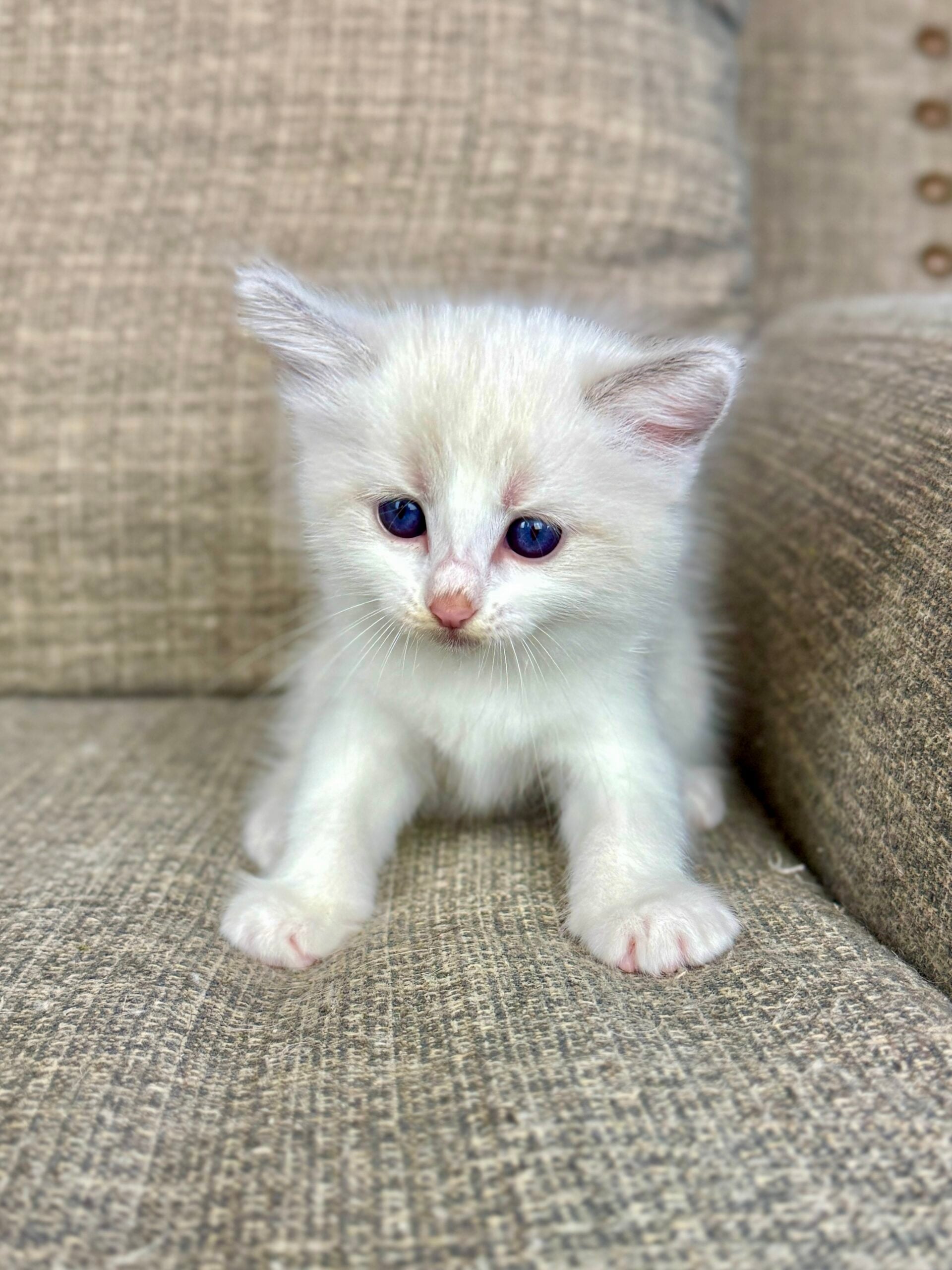 An Aurora Ragdoll kitten