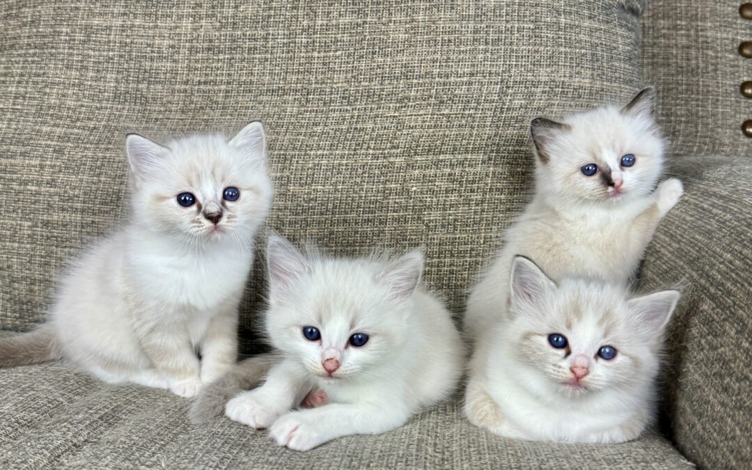 Understanding Ragdoll Personalities