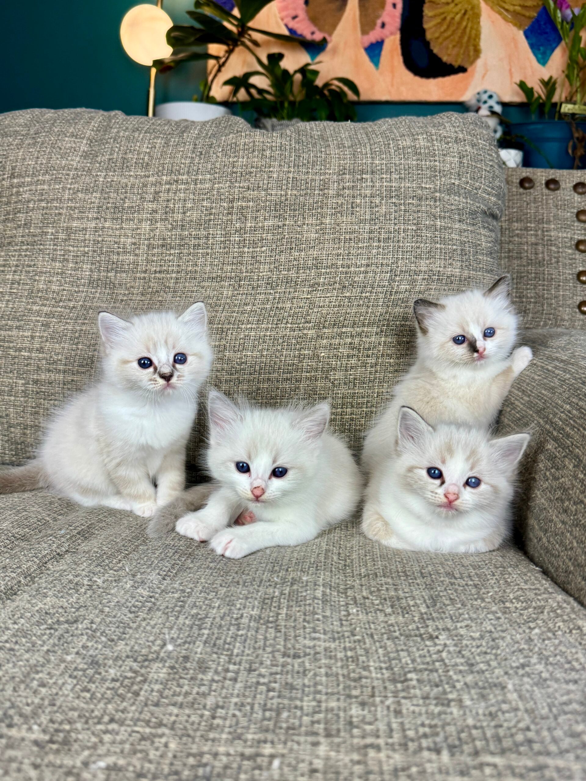 Ragdoll kittens from the same litter showing different early temperaments
