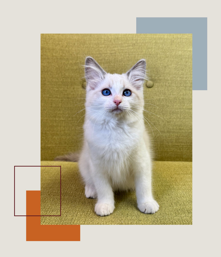 ragdoll kittens for sale