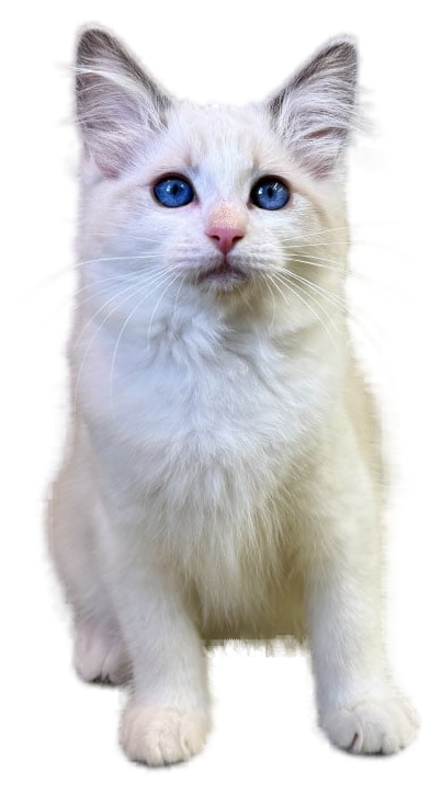 Ragdoll kitten from Aurora Ragdolls