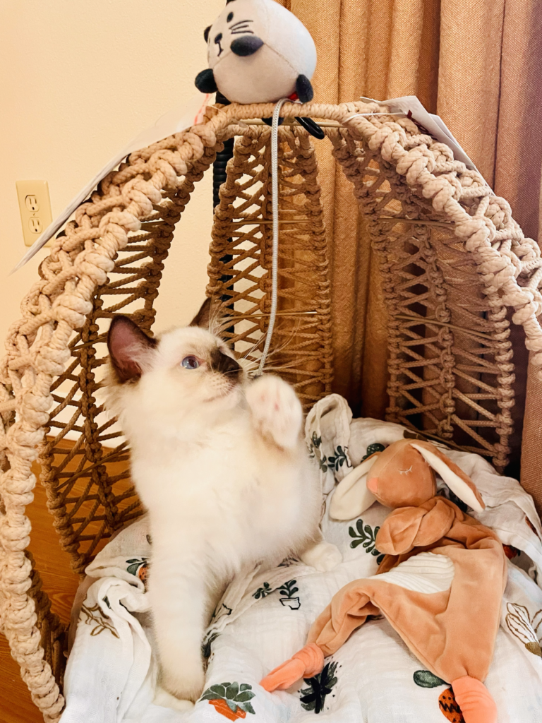 Haru, a Ragdoll cat from Aurora Ragdolls, at home with her family