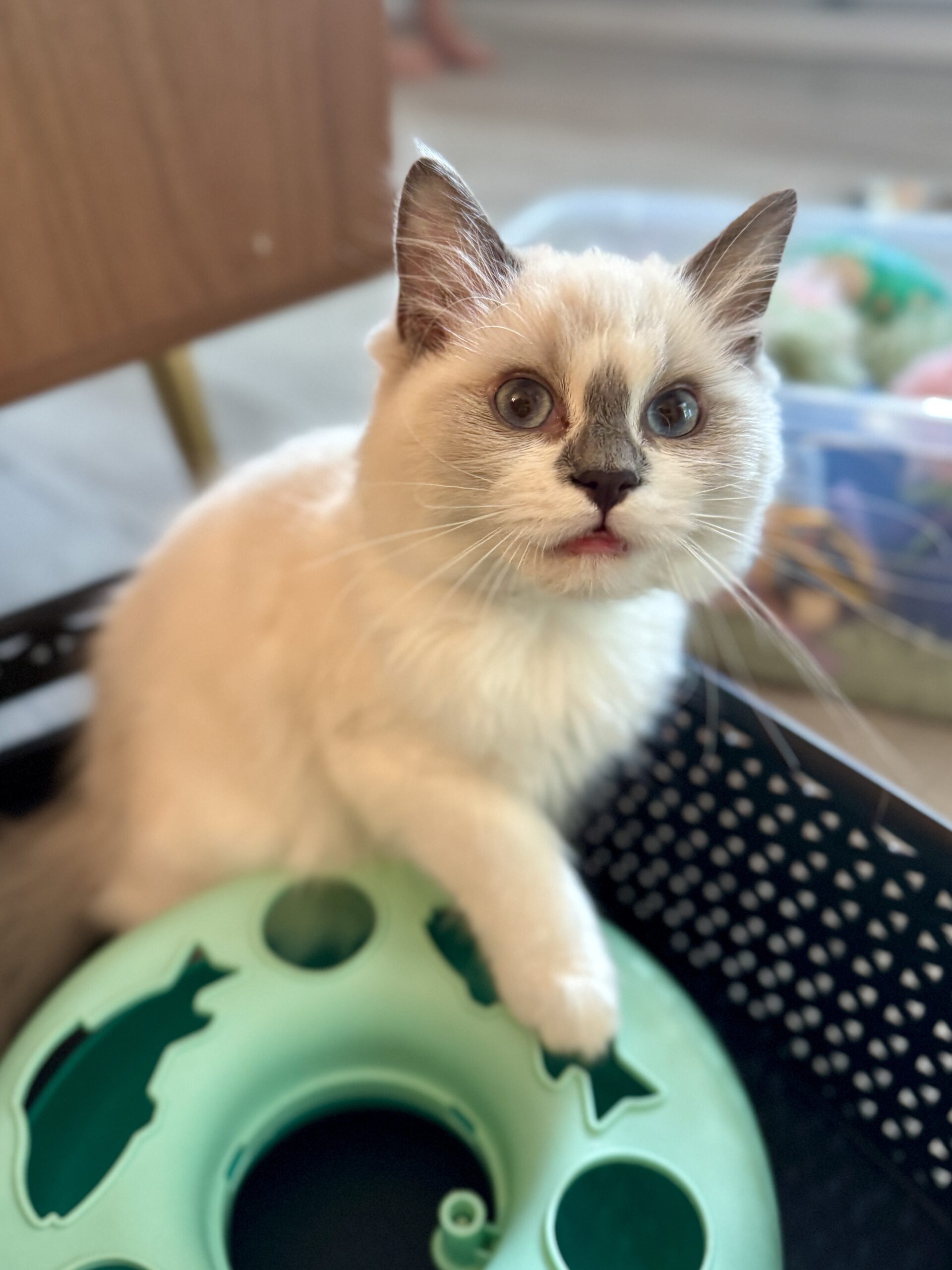 An adult Ragdoll relaxing at home