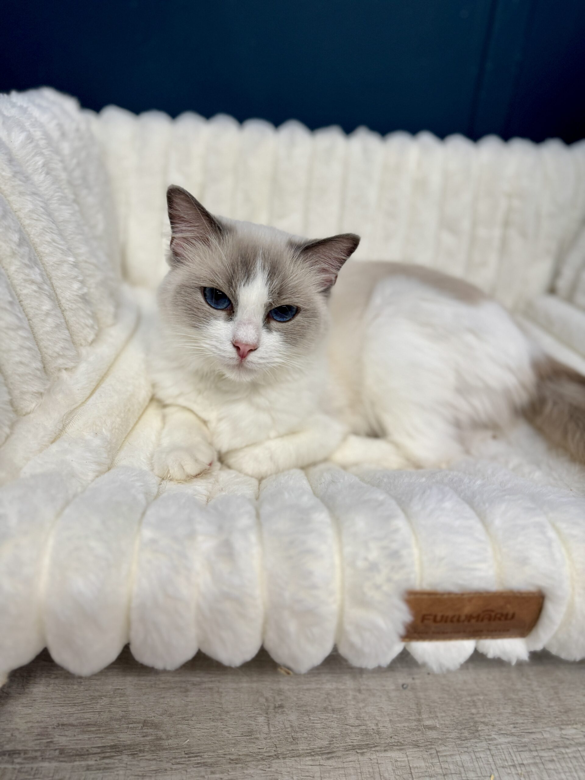 A calm Aurora Ragdoll kitten