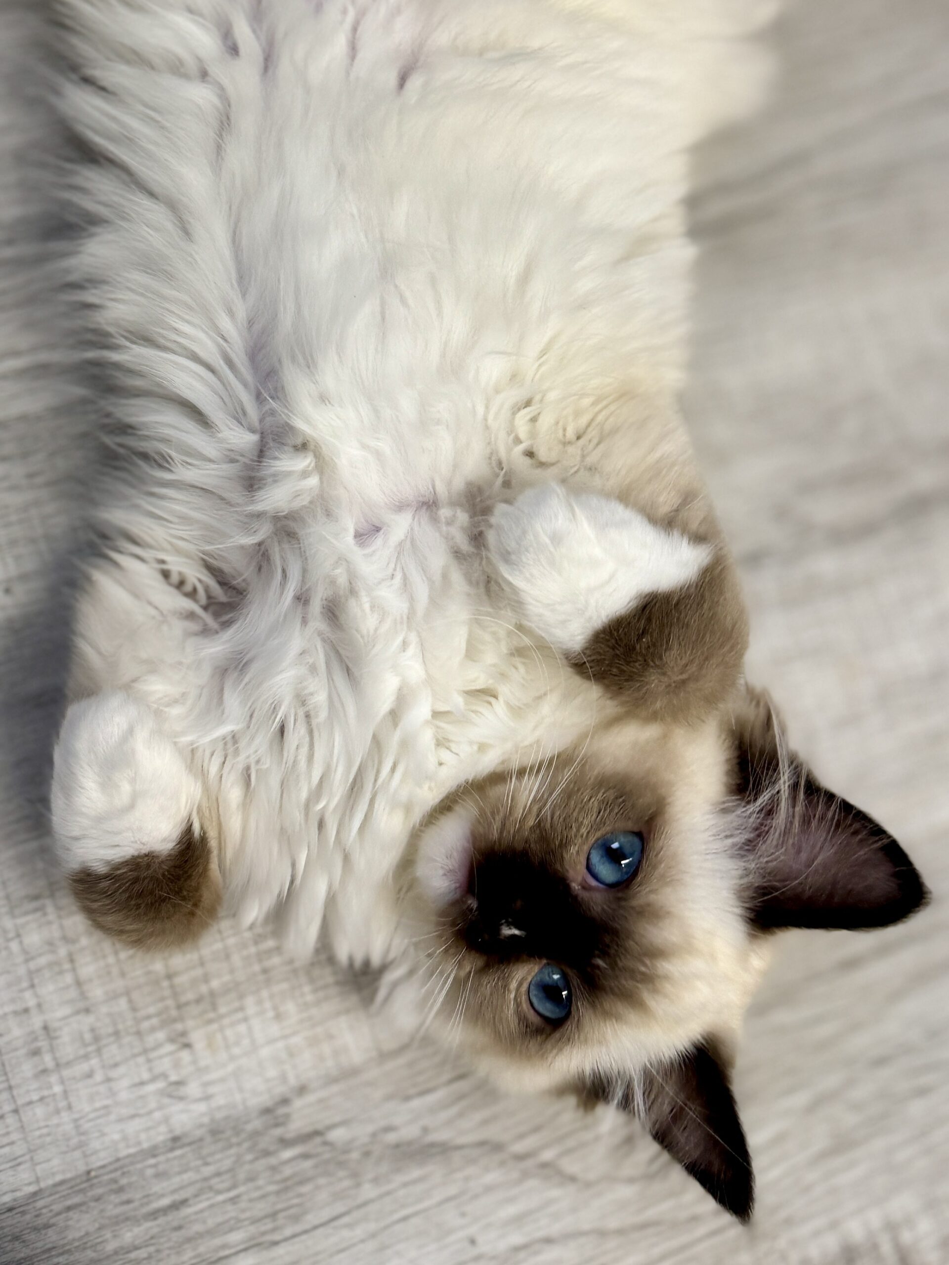 Ragdoll kitten settled comfortably in a cozy spot at Aurora Ragdolls