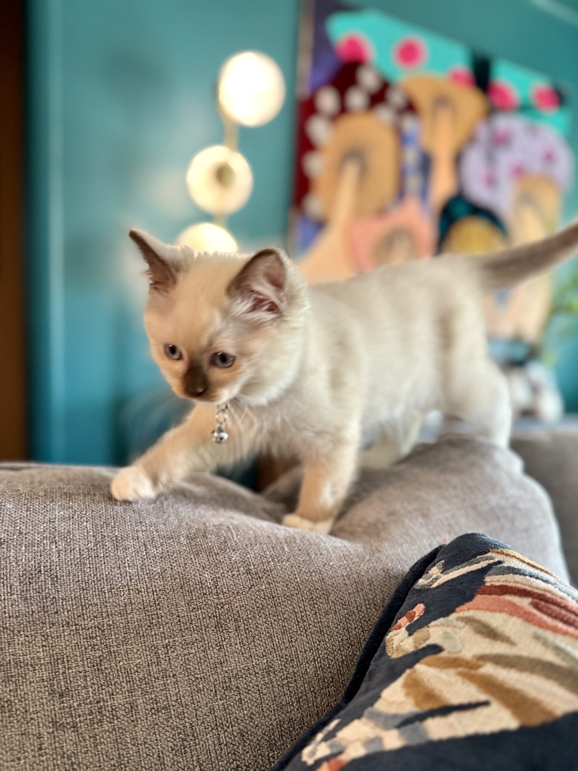 A Ragdoll kitten walking along the back of a couch