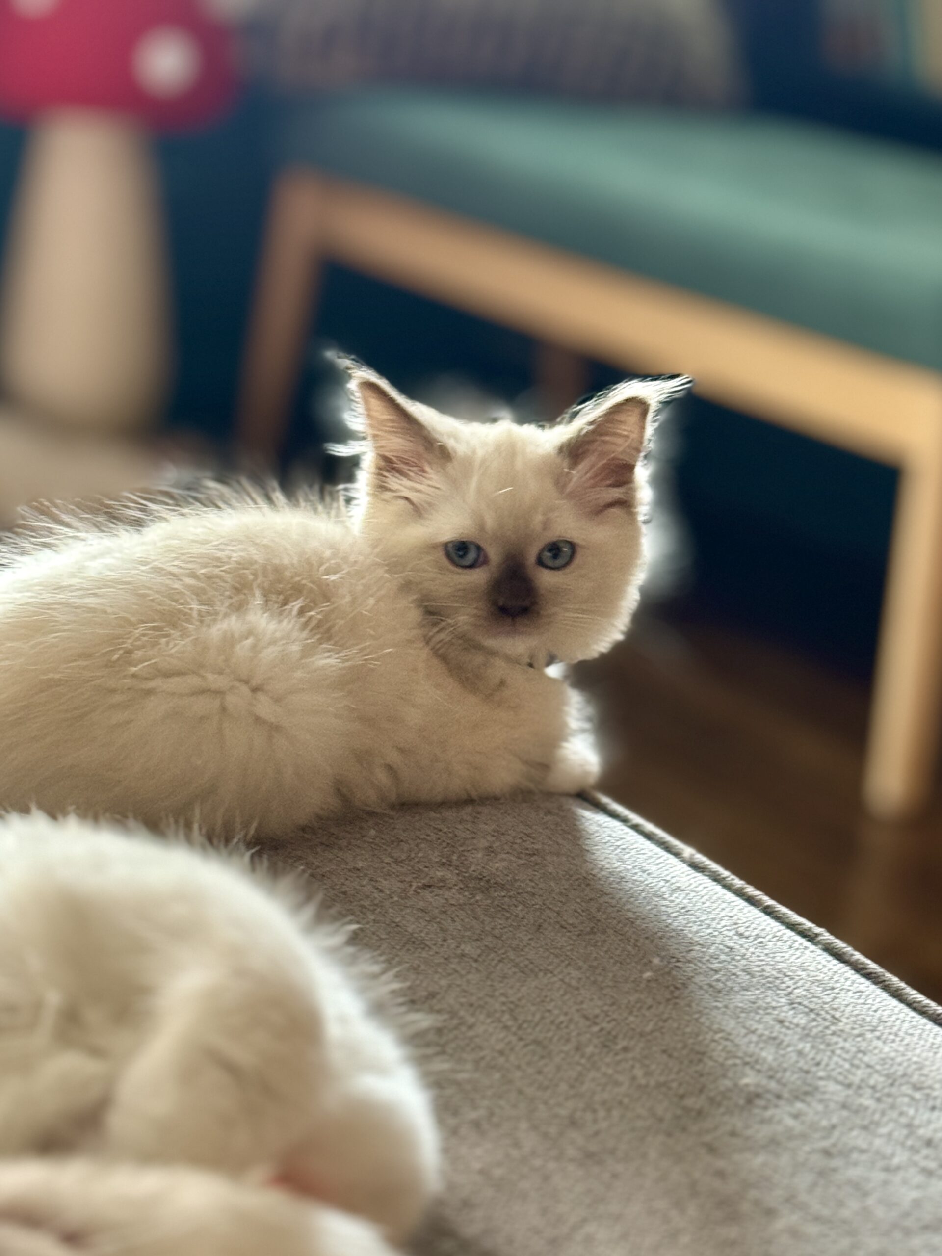 Blue-eyed Ragdoll kitten at Aurora Ragdolls