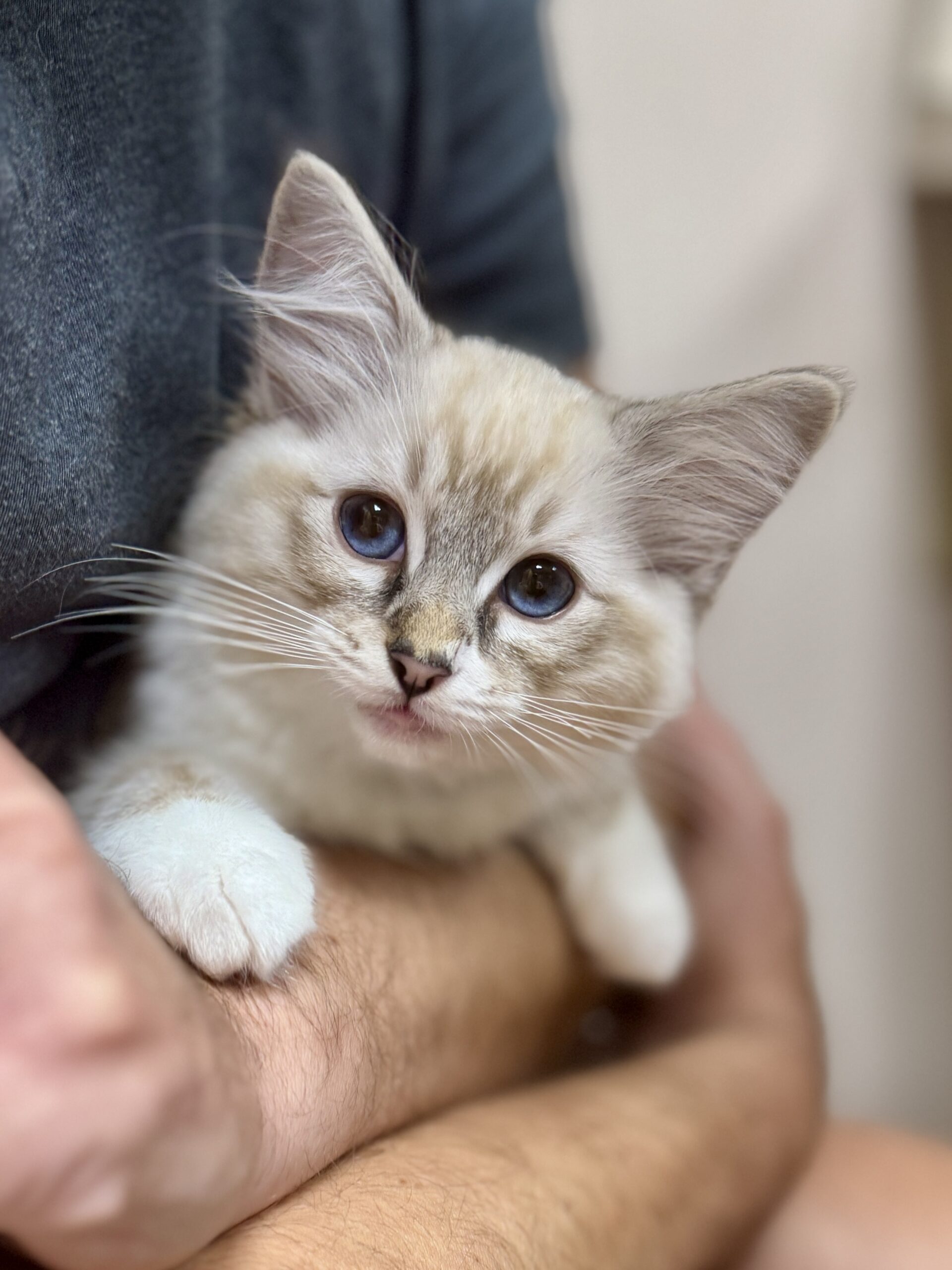 A blue-eyed Ragdoll kitten being held