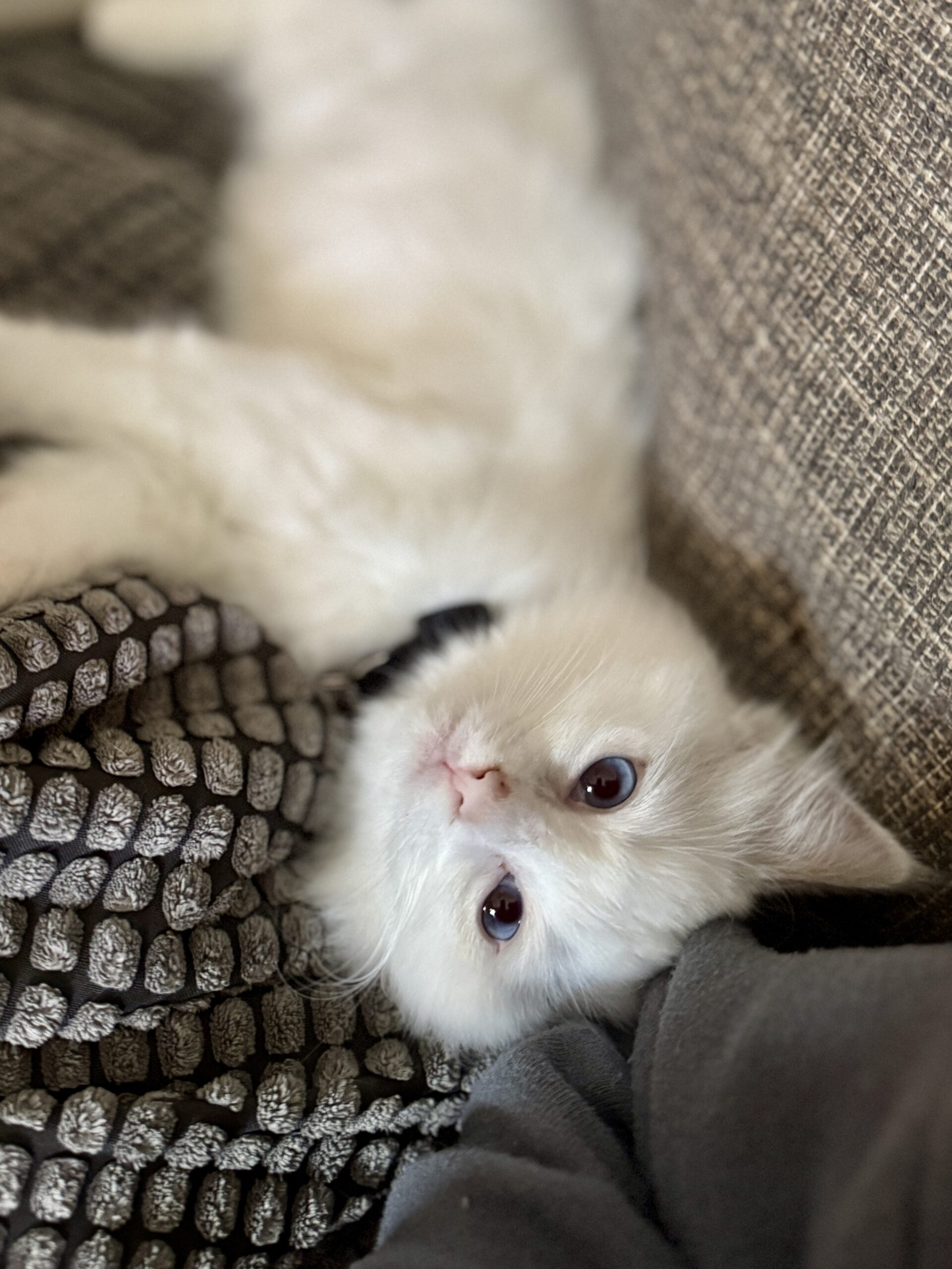 An Aurora Ragdoll kitten growing up