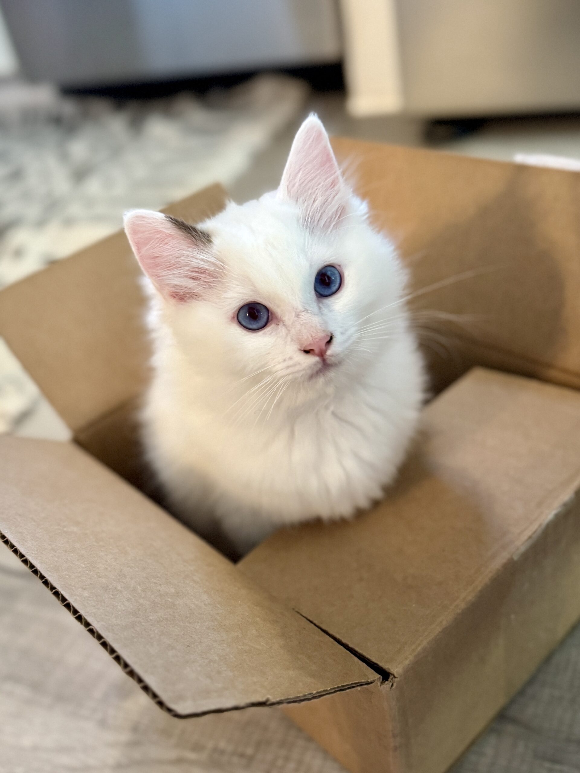 A healthy Aurora Ragdoll kitten