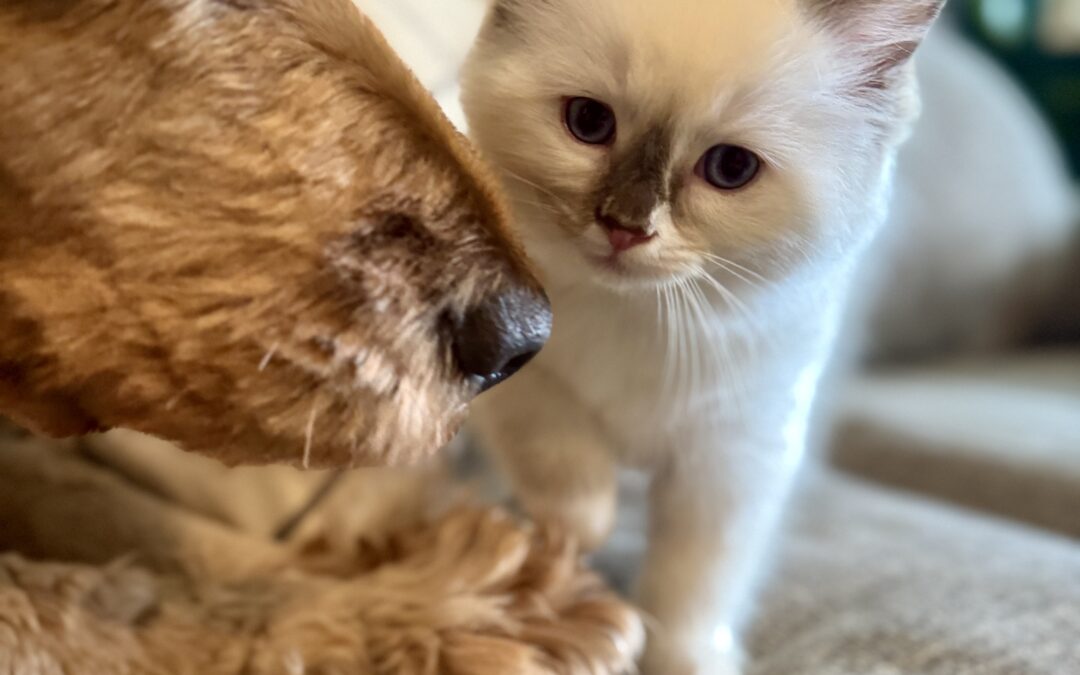 A Ragdoll kitten at Aurora Ragdolls