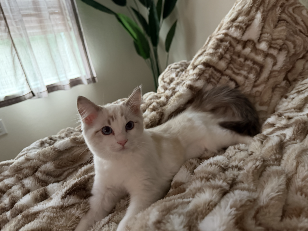 Maple, a Ragdoll cat from Aurora Ragdolls, at home with her family