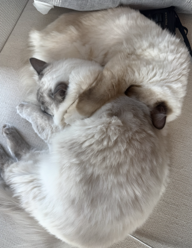 Natasha & Artemis, a Ragdoll cat from Aurora Ragdolls, at home with her family