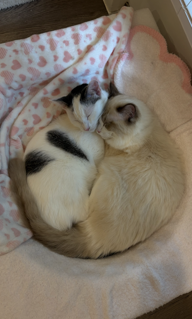 Winnie, a Ragdoll cat from Aurora Ragdolls, at home with her family