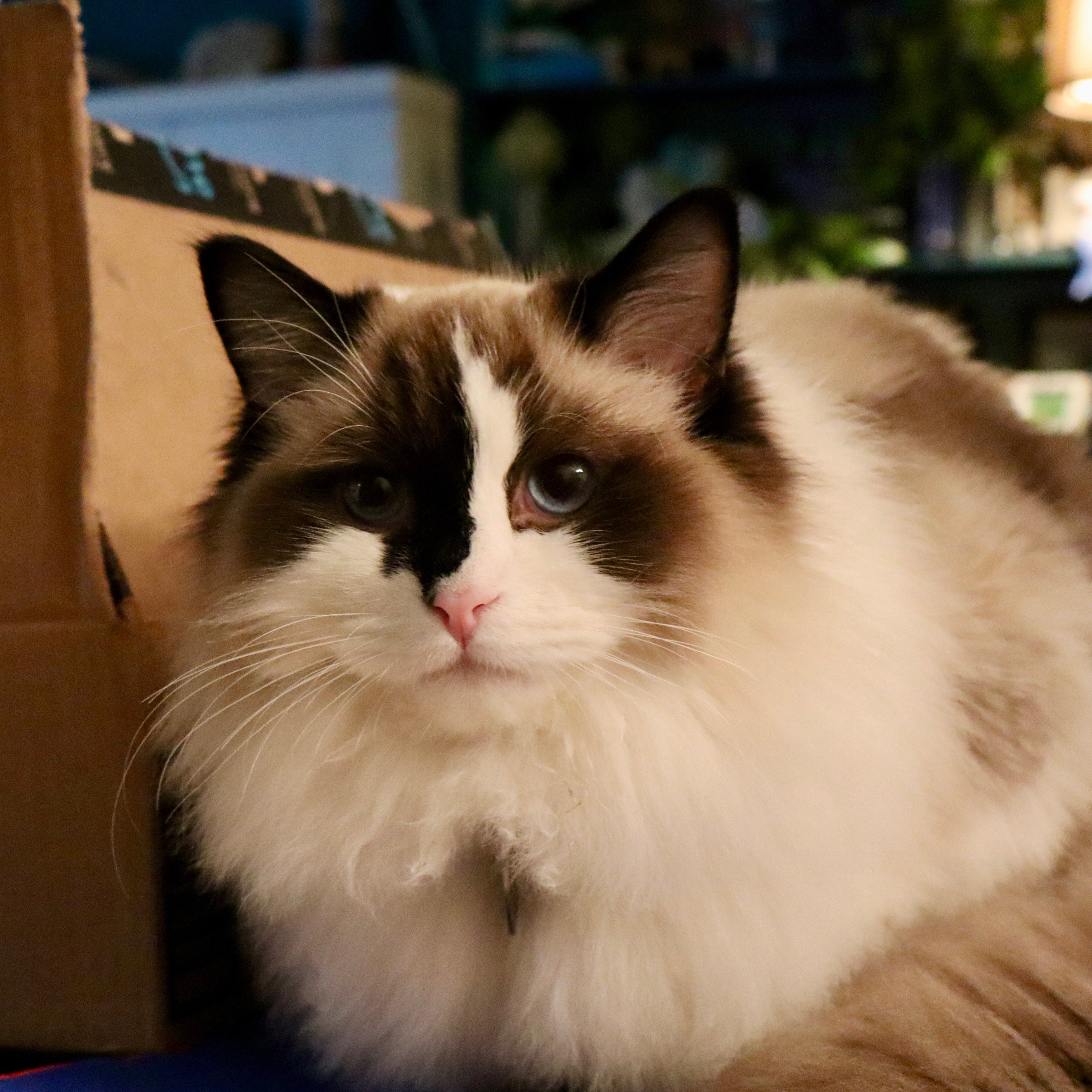 Jellybean, a slightly mismarked Aurora Ragdoll
