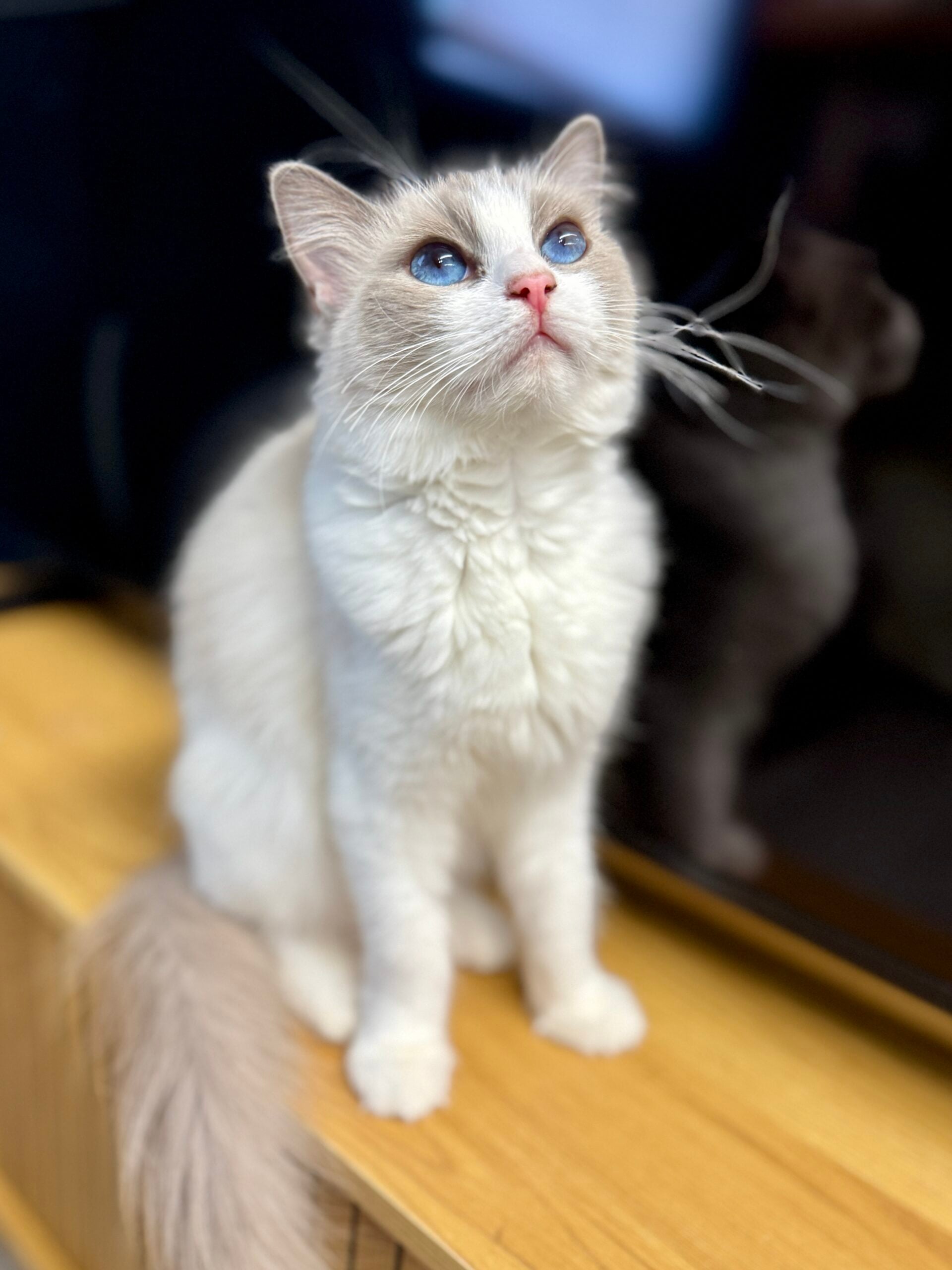 Ragdoll kittens for sale in Chattanooga from Aurora Ragdolls