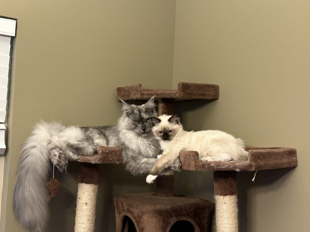 Ruby, a Ragdoll cat from Aurora Ragdolls, at home with her family