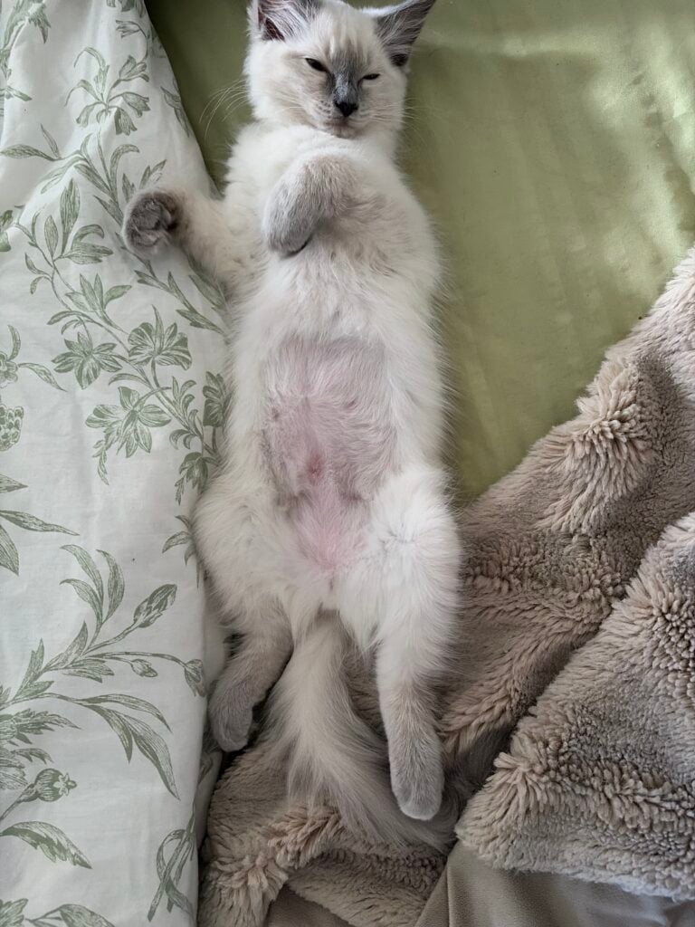 Sofie, a Ragdoll cat from Aurora Ragdolls, at home with her family